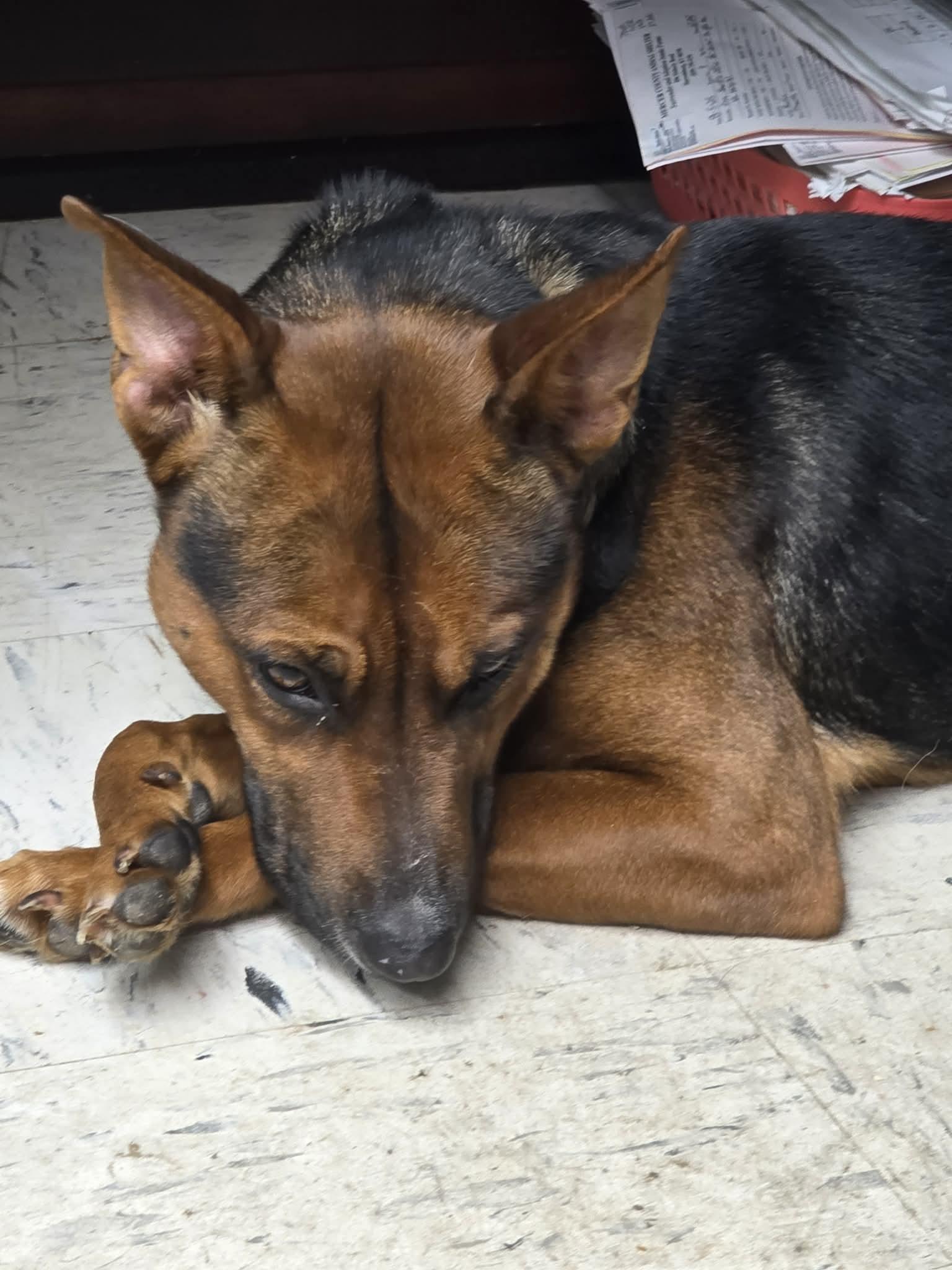 Minnie, ADOPTABLE, Young Female German Shepherd Dog.