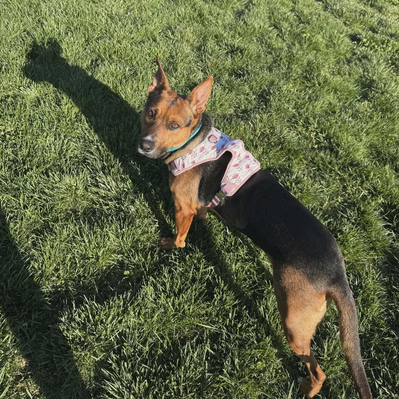 Enlarge Minnie, a ADOPTABLE mixed breed in Harrodsburg, KY image 4/5