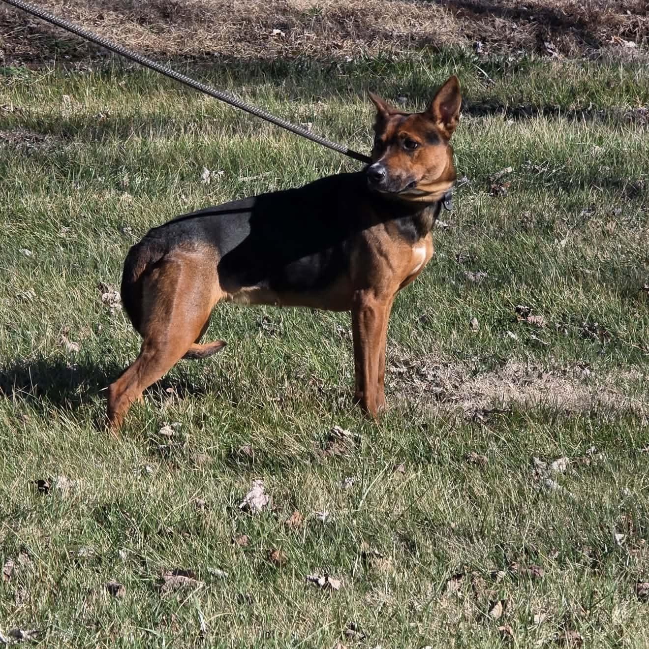 Enlarge Minnie, a ADOPTABLE mixed breed in Harrodsburg, KY image 3/5