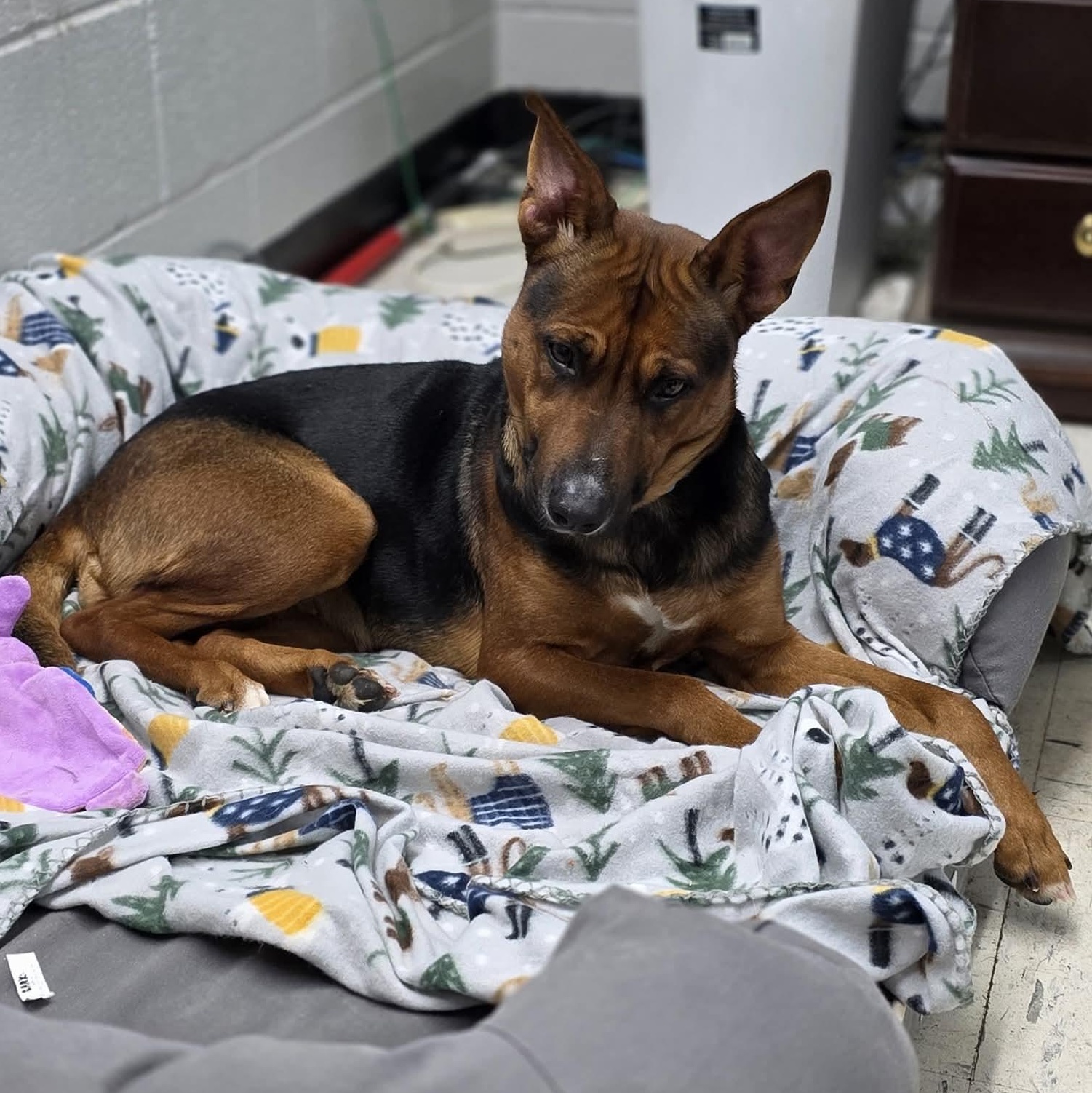 Enlarge Minnie, a ADOPTABLE mixed breed in Harrodsburg, KY image 2/5