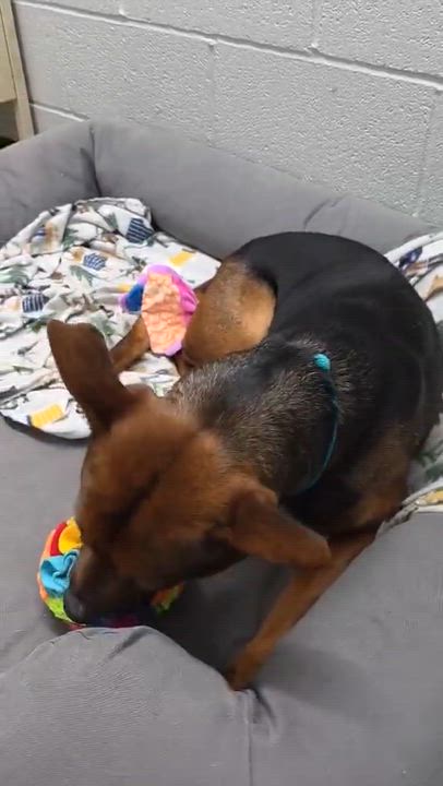 Enlarge Minnie, a ADOPTABLE mixed breed in Harrodsburg, KY video 5/5