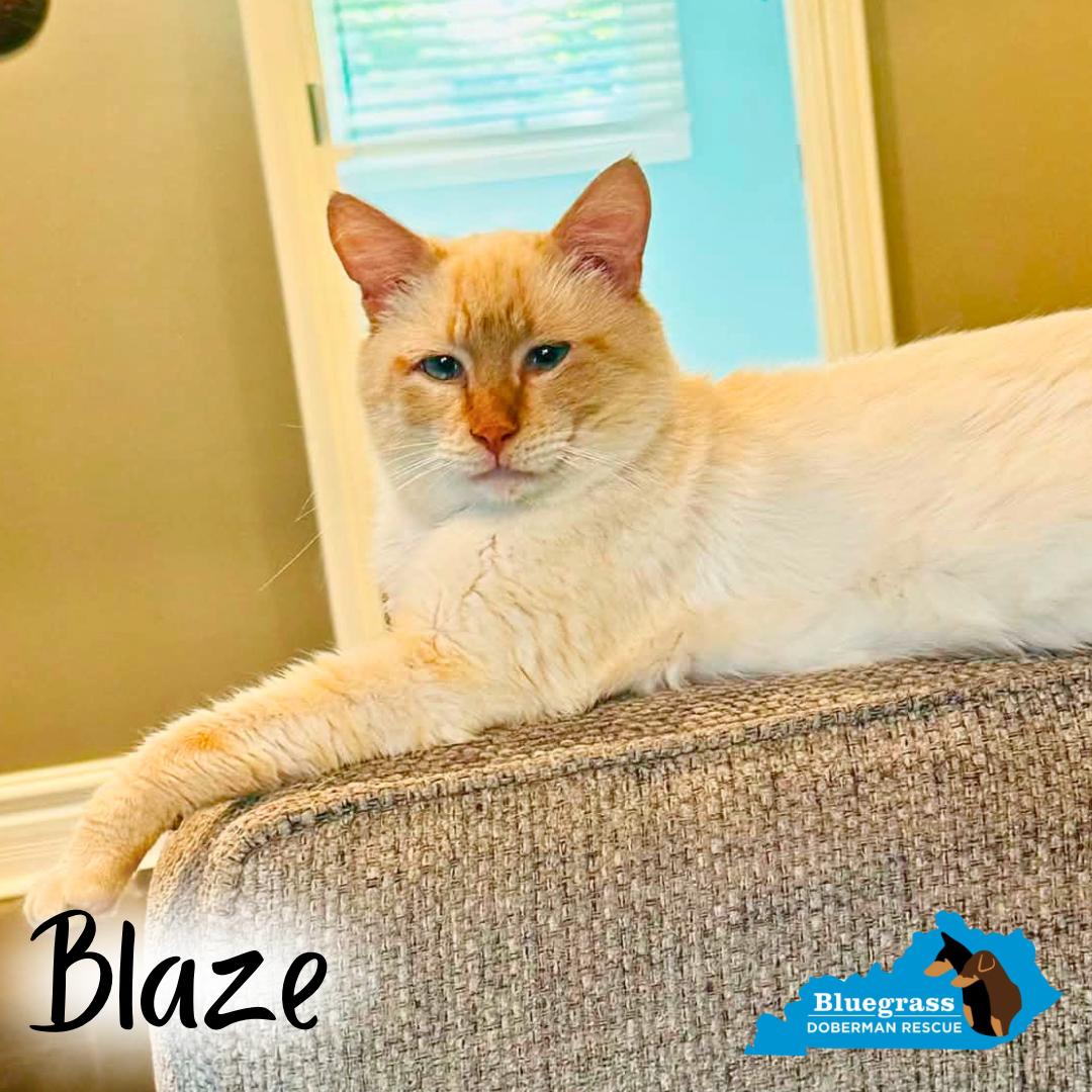 Enlarge Blaze, an adopted Siamese in Louisville, KY image 1/5