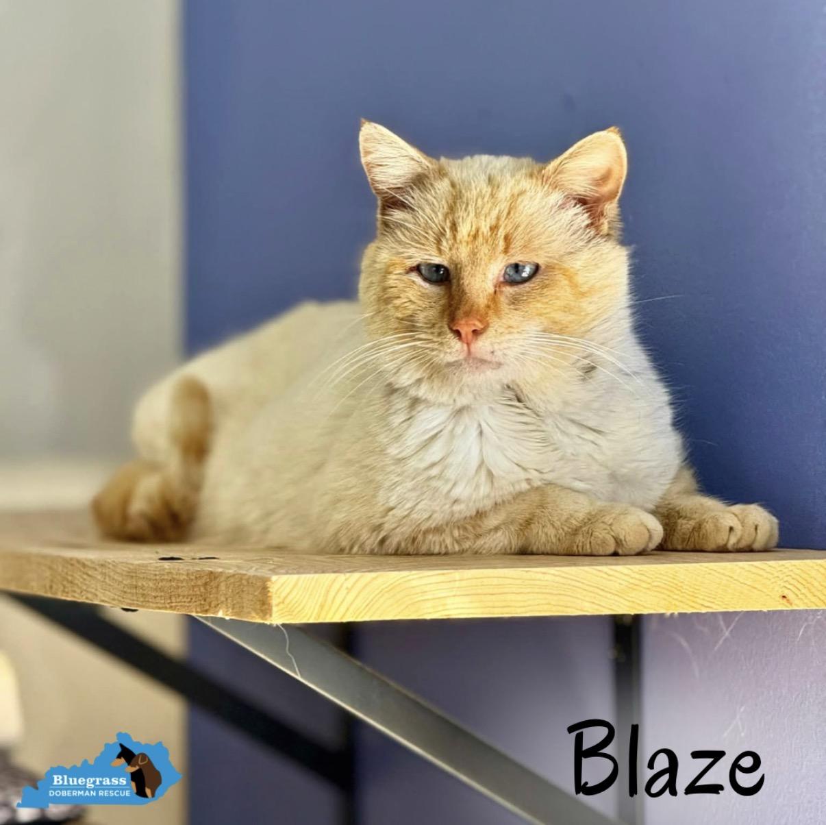 Enlarge Blaze, an adopted Siamese in Louisville, KY image 3/5