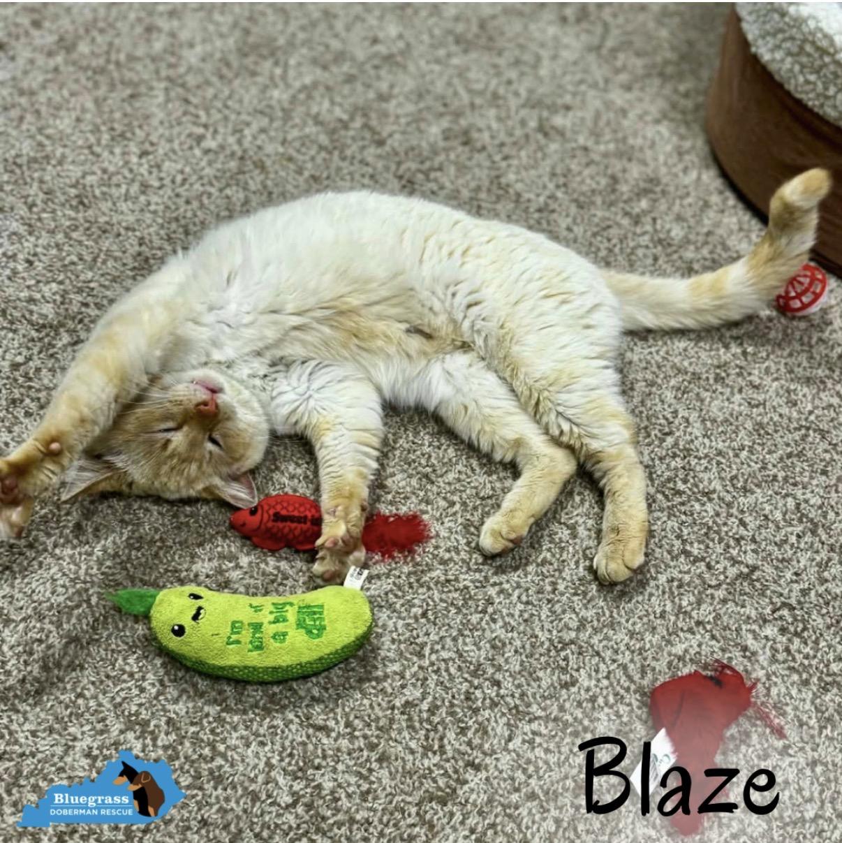 Enlarge Blaze, an adopted Siamese in Louisville, KY image 5/5