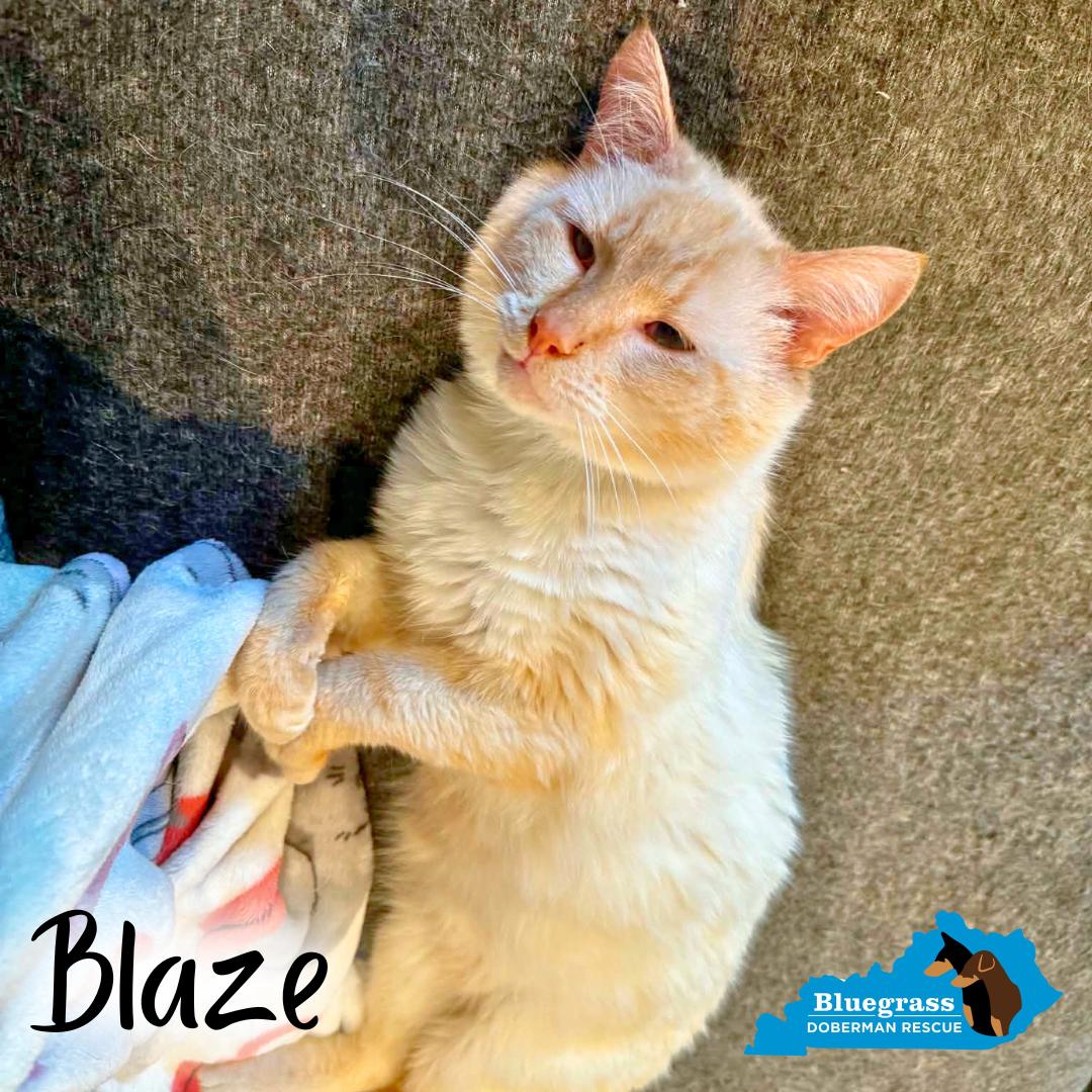 Enlarge Blaze, an adopted Siamese in Louisville, KY image 2/5