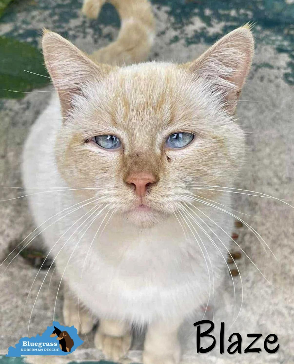 Enlarge Blaze, an adopted Siamese in Louisville, KY image 4/5