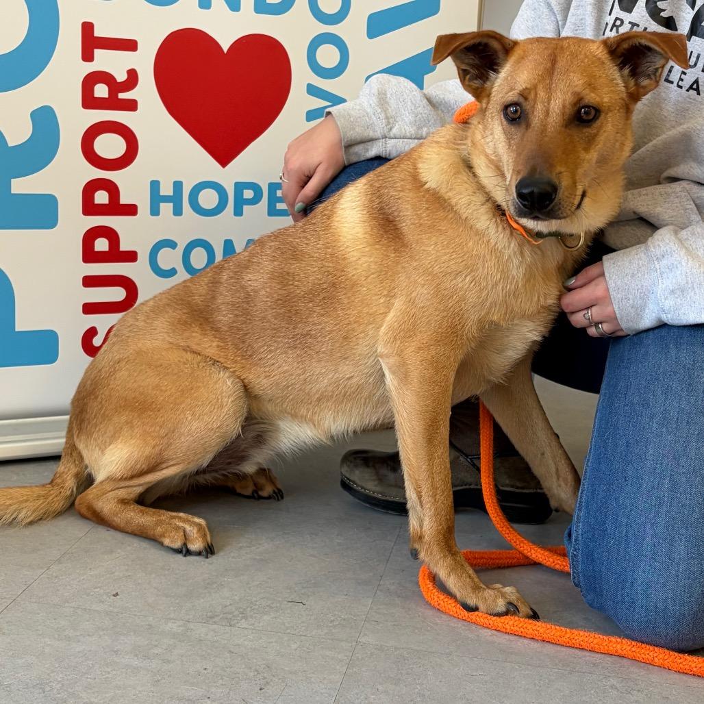 Thor, Adoptable, Young Male Mixed Breed.
