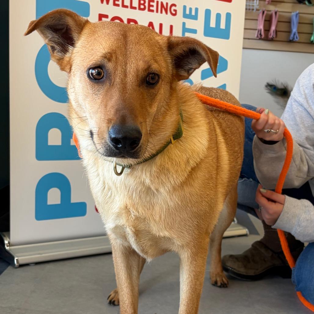 Enlarge Thor, a Adoptable Mixed Breed in Morrisville, VT image 2/6