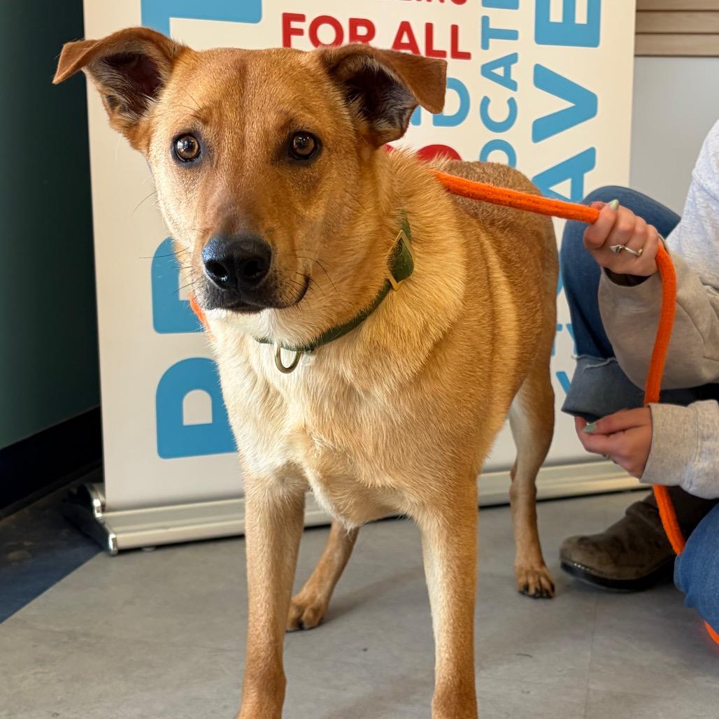 Enlarge Thor, a Adoptable Mixed Breed in Morrisville, VT image 3/6