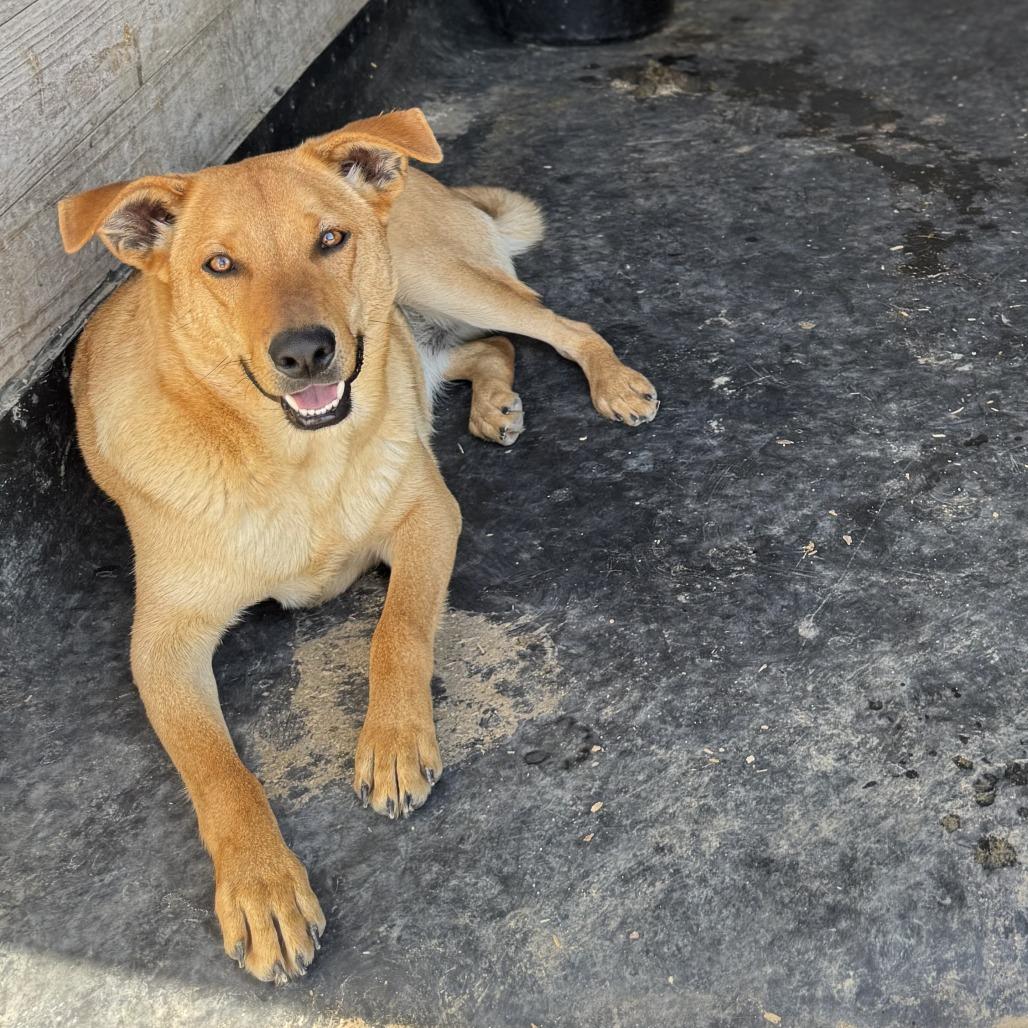 Enlarge Thor, a Adoptable Mixed Breed in Morrisville, VT image 4/6