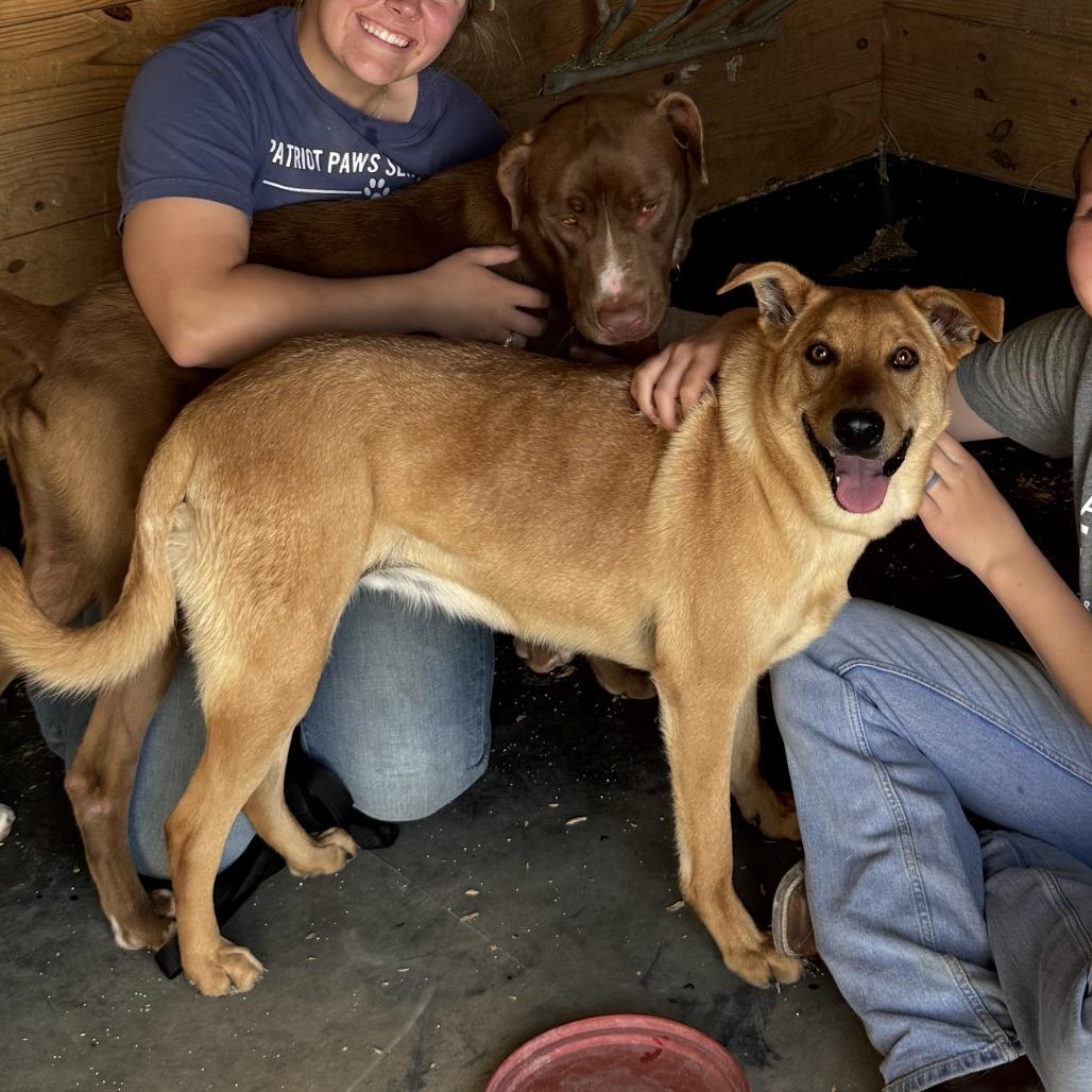 Enlarge Thor, a Adoptable Mixed Breed in Morrisville, VT image 5/6