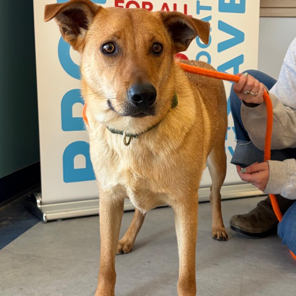 Enlarge Thor, a Adoptable Mixed Breed in Morrisville, VT image 6/6