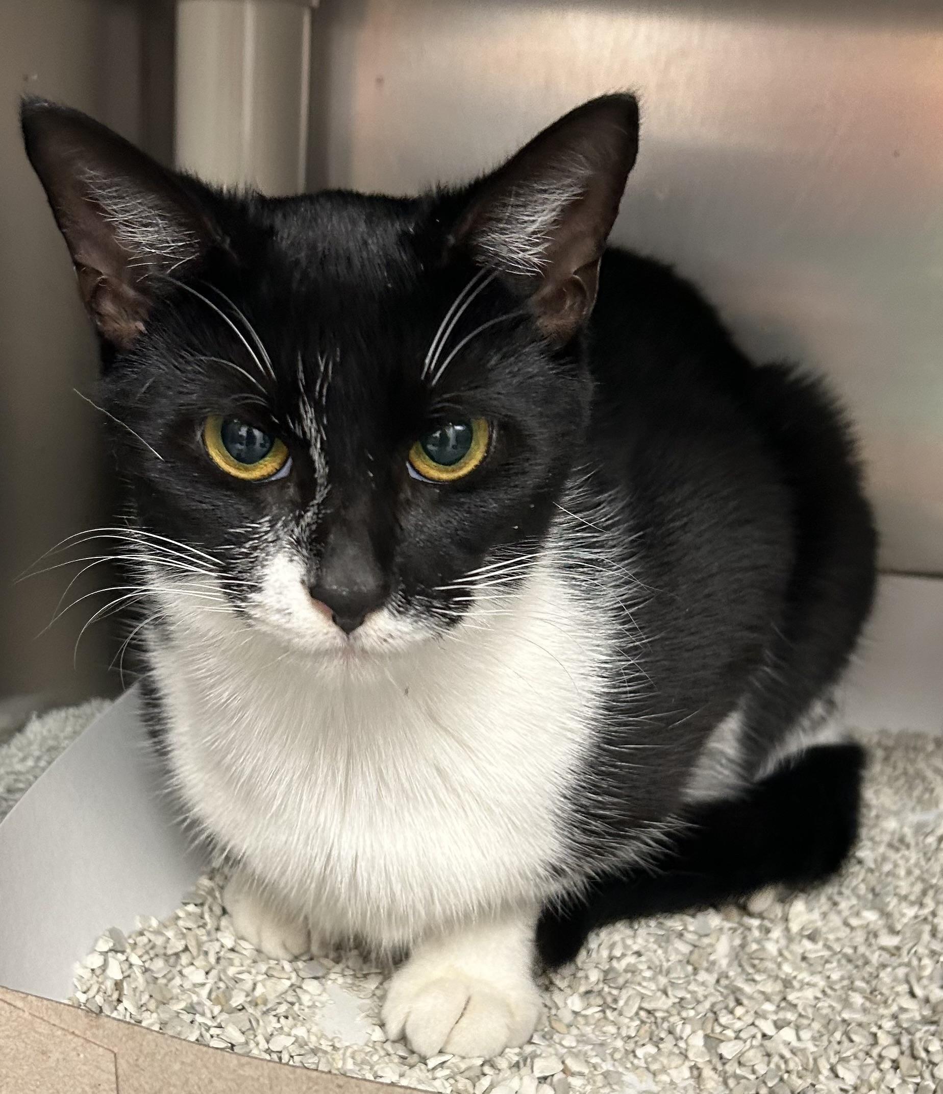 Jadis, Adoptable, Adult Female Domestic Short Hair.