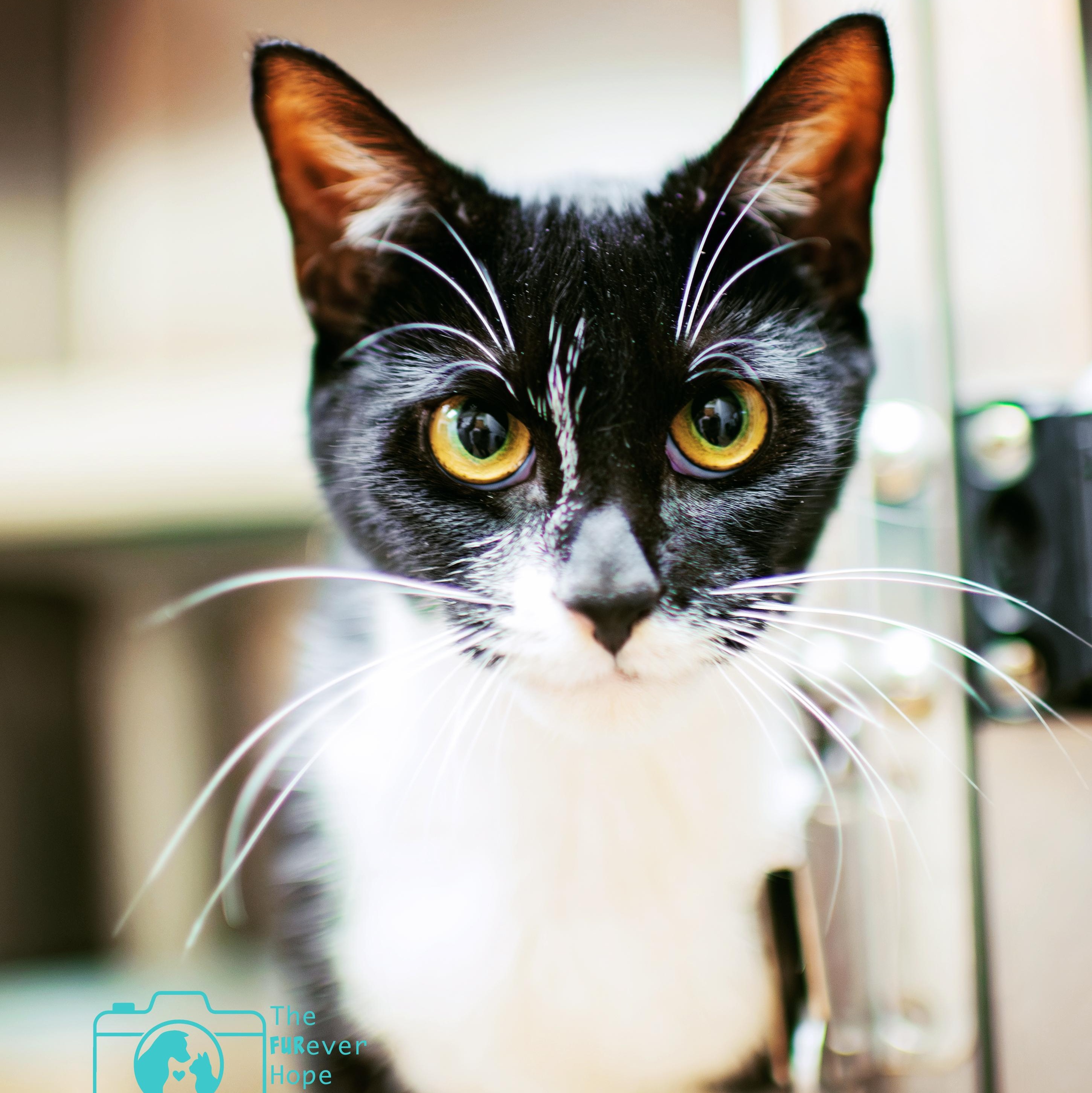 Jadis, Adoptable, Adult Female Domestic Short Hair.