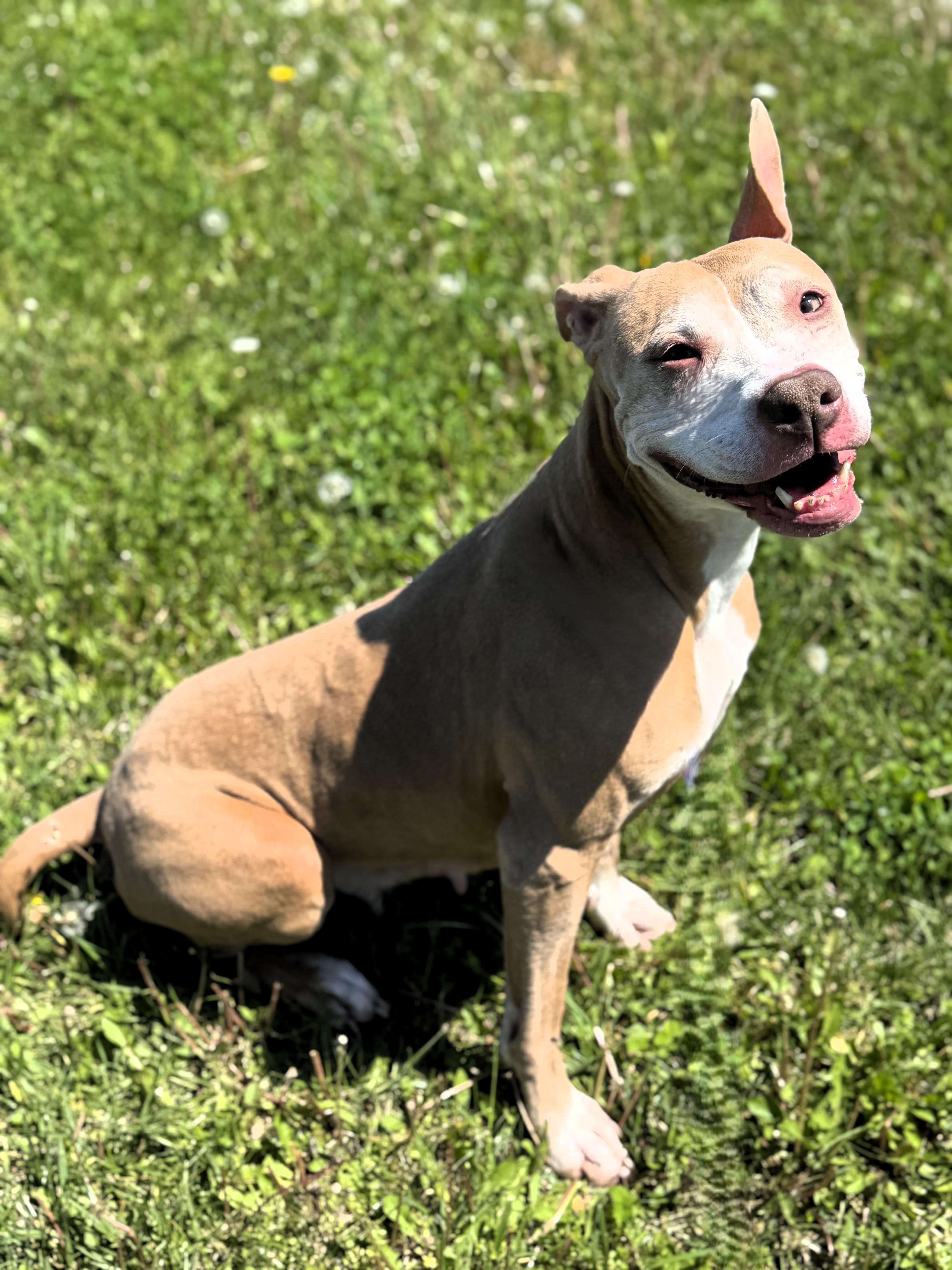 Harley, a Adoptable Pit Bull Terrier in Pekin, IL image 1/3