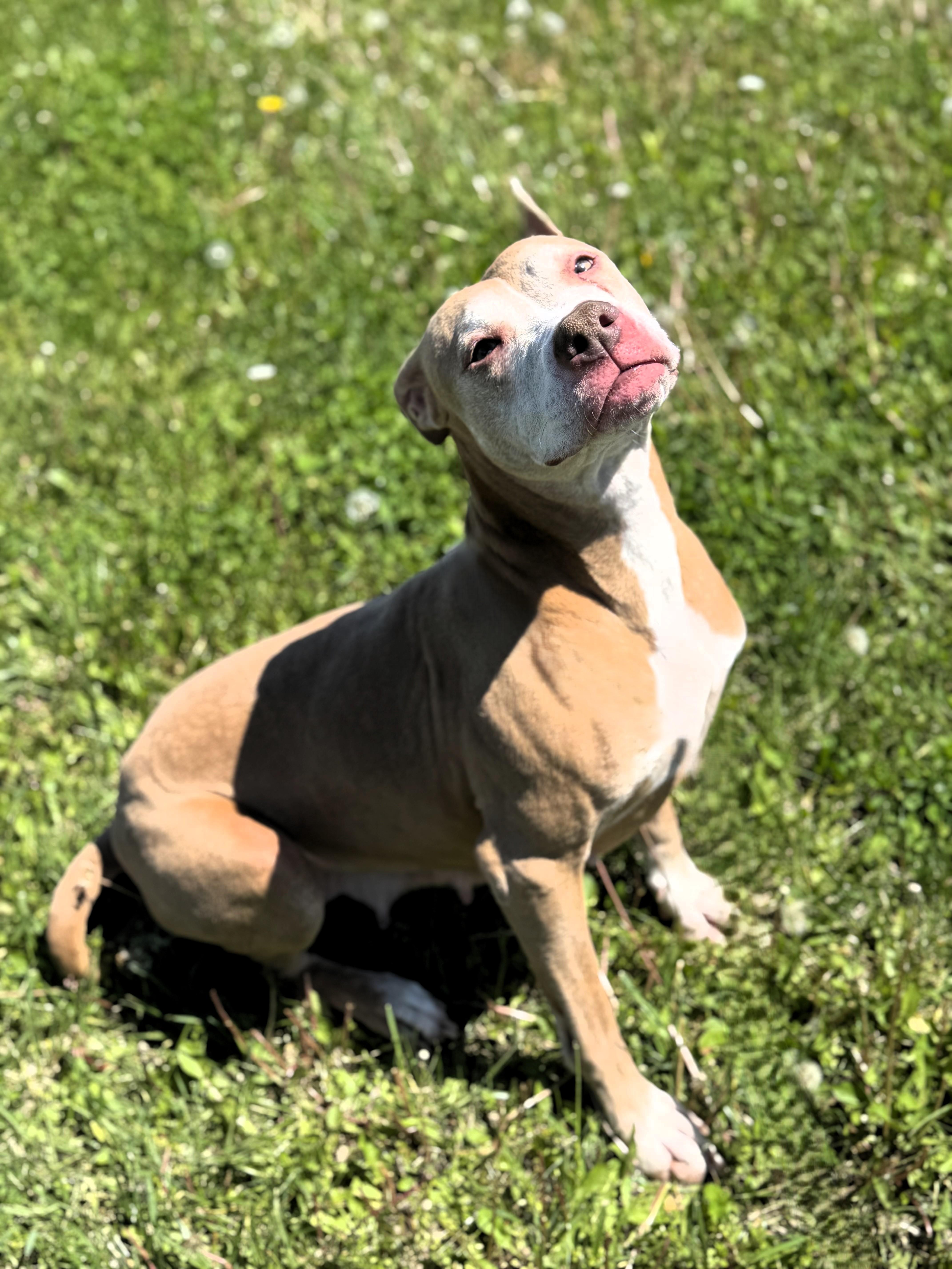 Harley, a Adoptable Pit Bull Terrier in Pekin, IL image 2/3