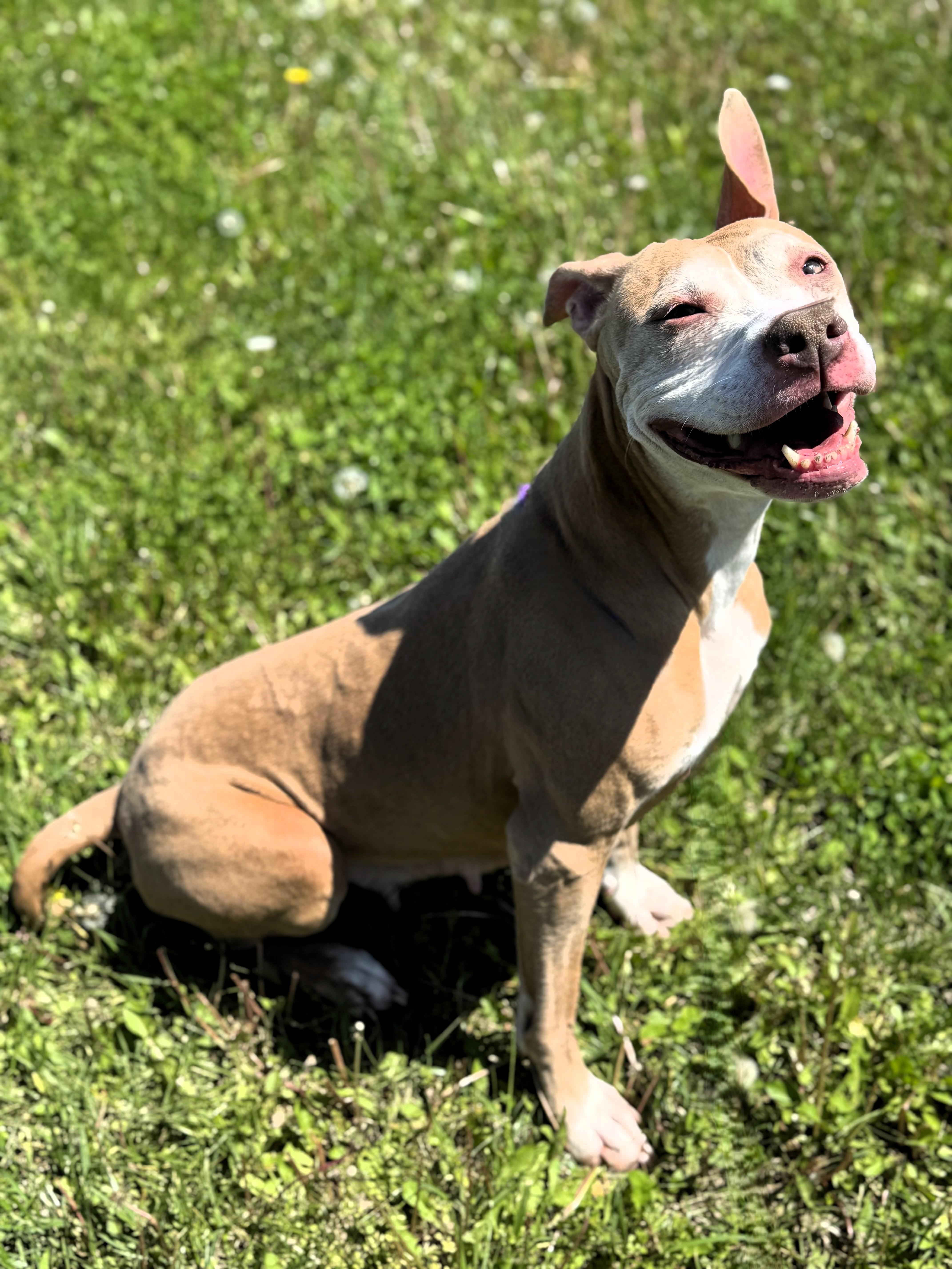 Harley, a Adoptable Pit Bull Terrier in Pekin, IL image 3/3