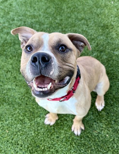 MARTIN, Adoptable, Young Male Pit Bull Terrier.