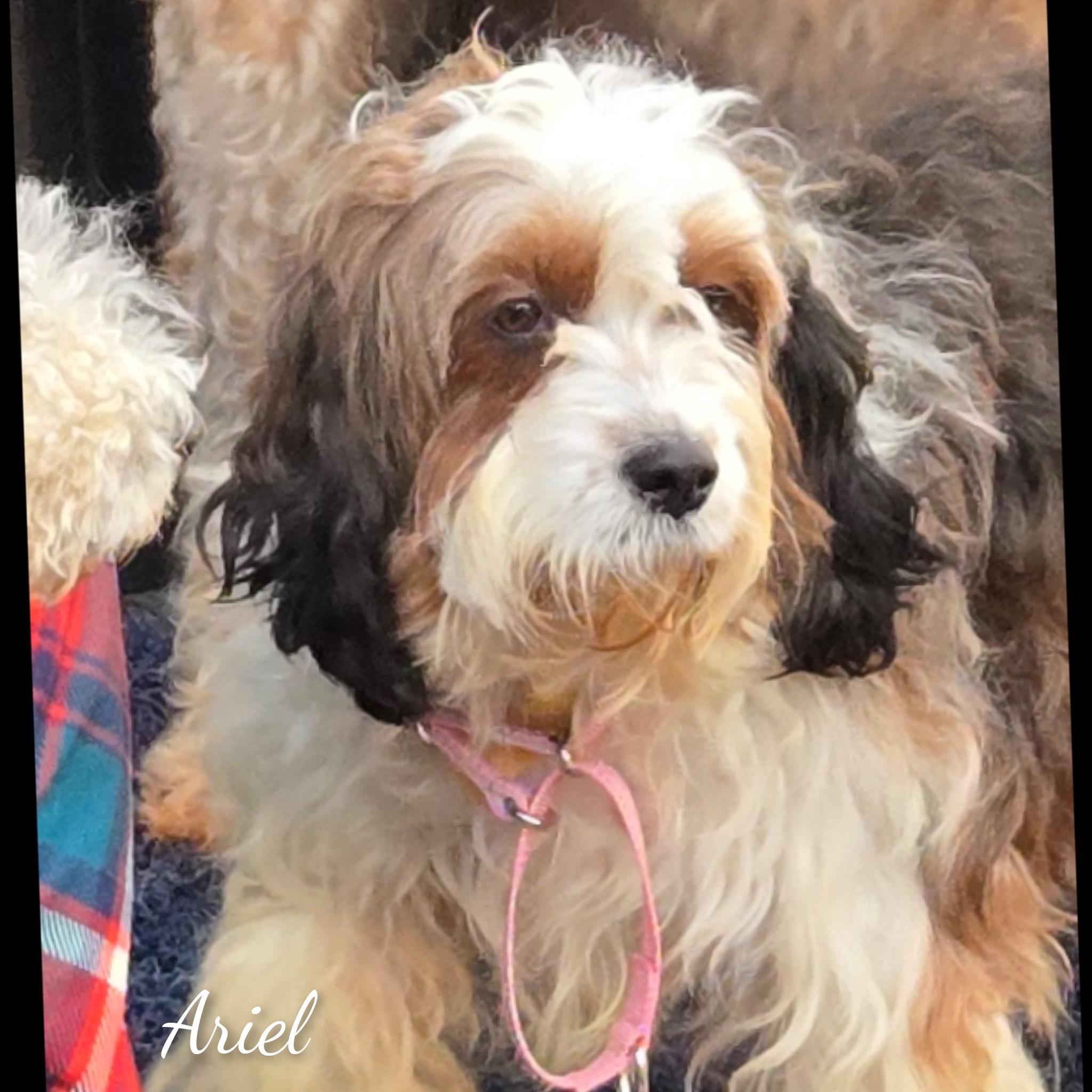 Ariel, ADOPTABLE, Adult Female Bernadoodle.