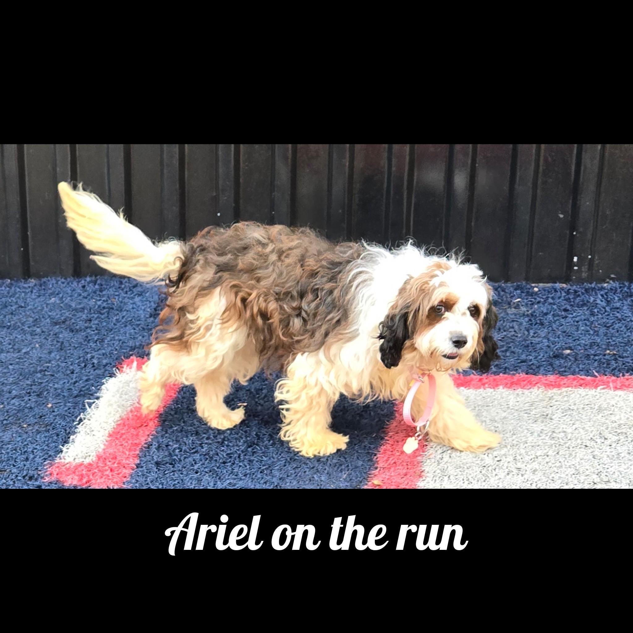 Enlarge Ariel, a ADOPTABLE Bernadoodle in Fredericksburg, VA image 2/6