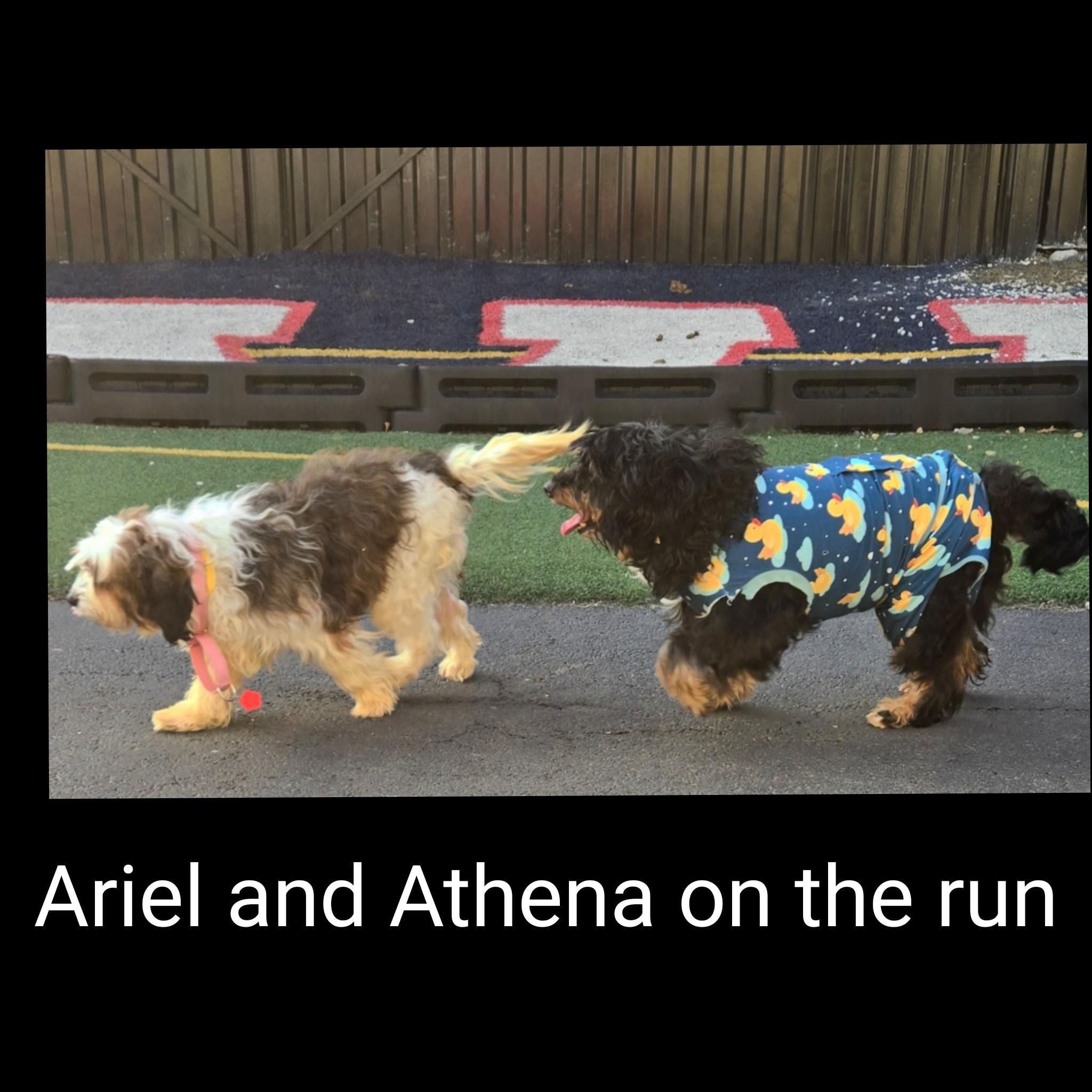 Enlarge Ariel, a ADOPTABLE Bernadoodle in Fredericksburg, VA image 3/6