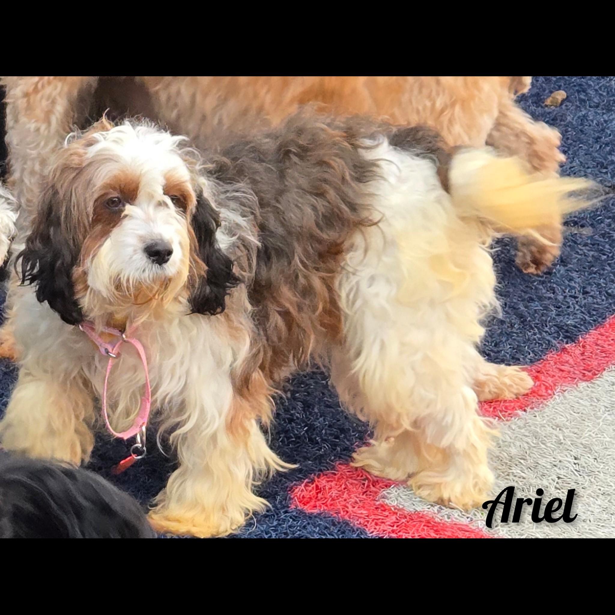 Enlarge Ariel, a ADOPTABLE Bernadoodle in Fredericksburg, VA image 4/6