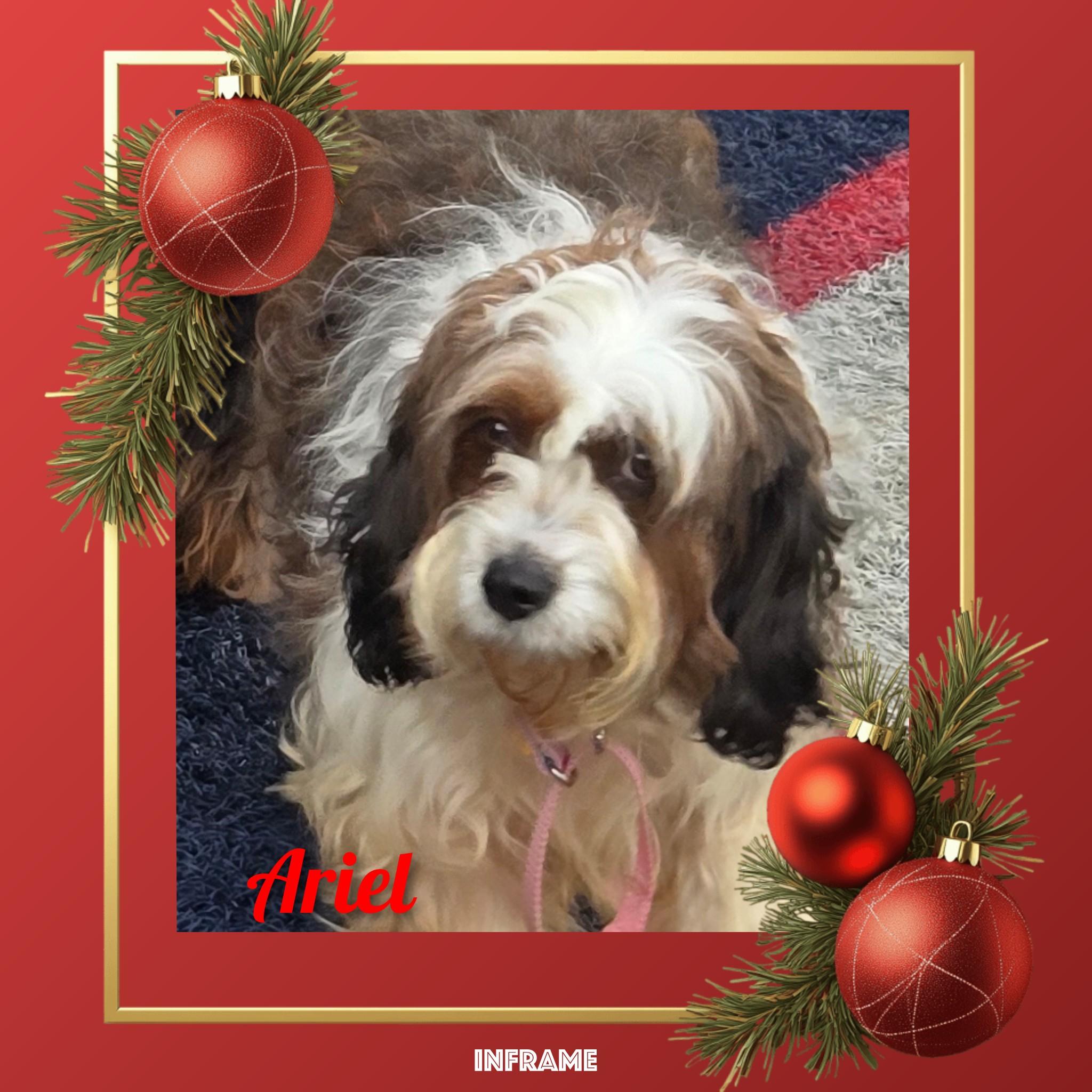 Enlarge Ariel, a ADOPTABLE Bernadoodle in Fredericksburg, VA image 5/6