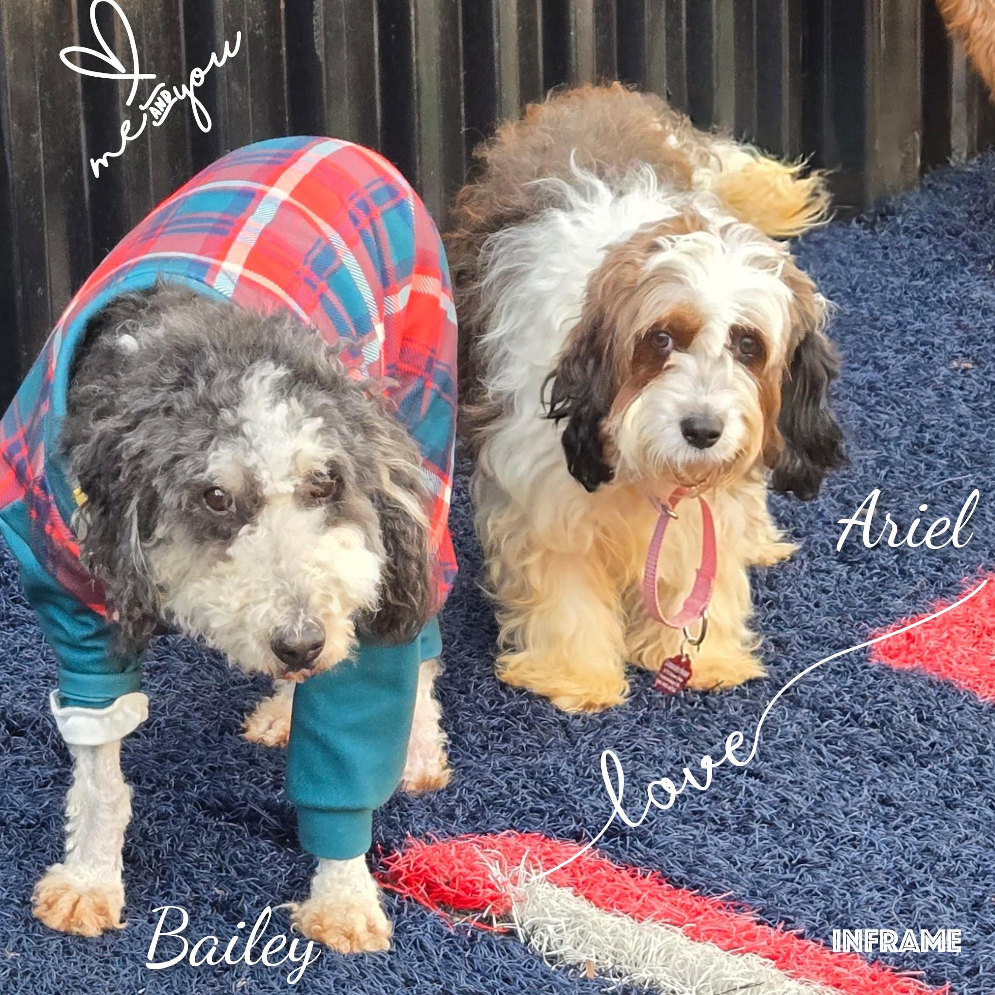 Enlarge Ariel, a ADOPTABLE Bernadoodle in Fredericksburg, VA image 6/6