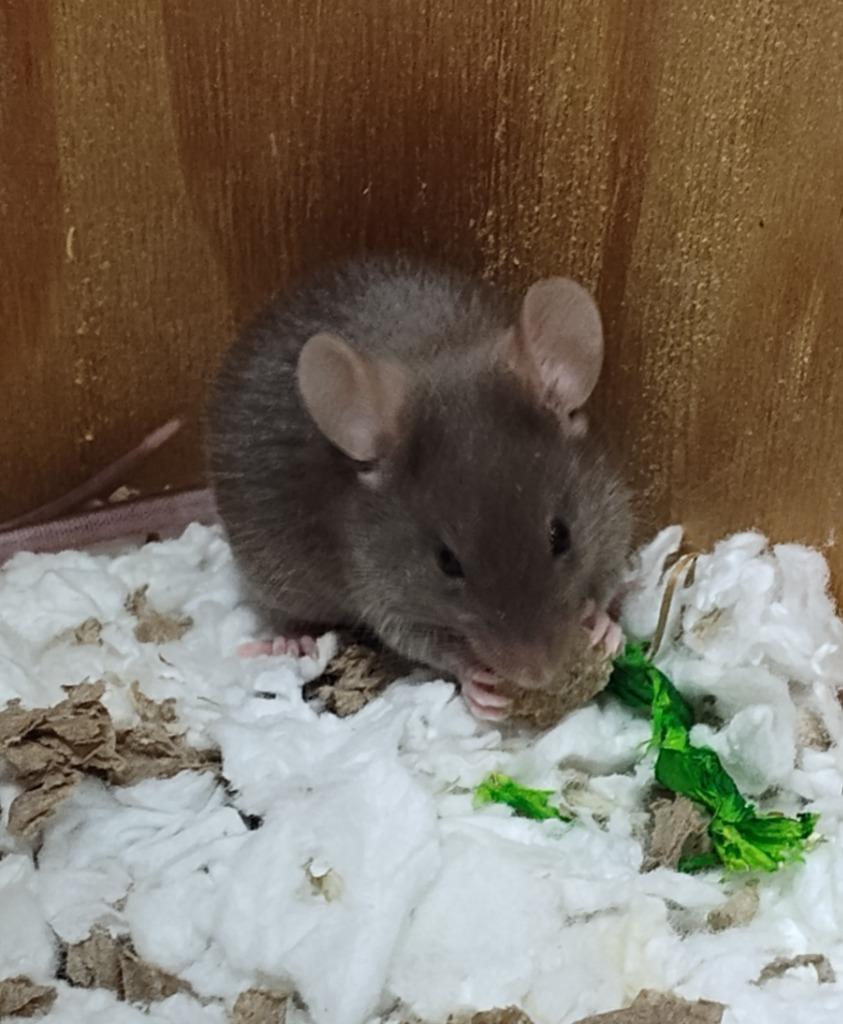 Lafayette, Adoptable, Baby Male Mouse.