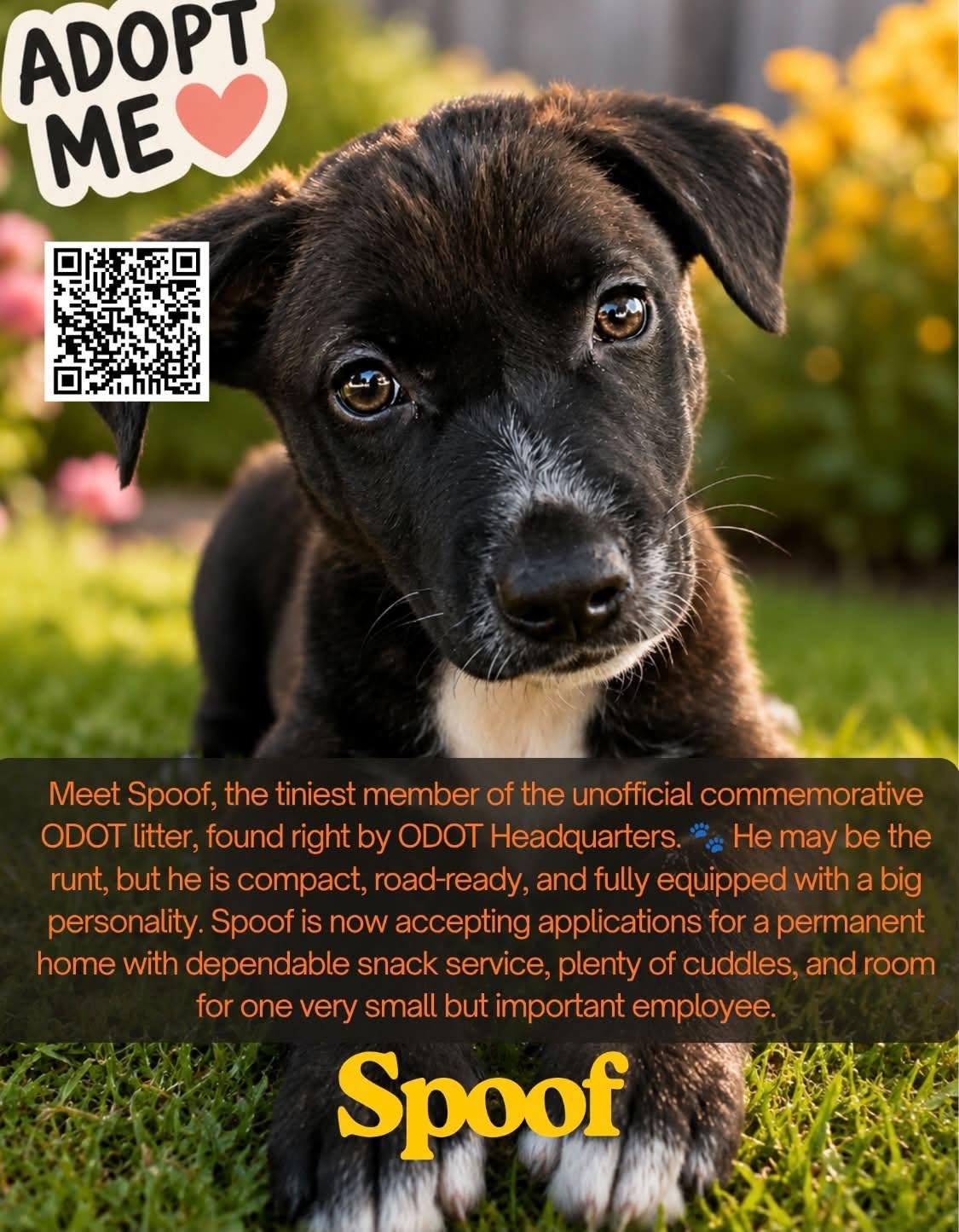 Spoof, adopted, Puppy Male Belgian Shepherd / Malinois.