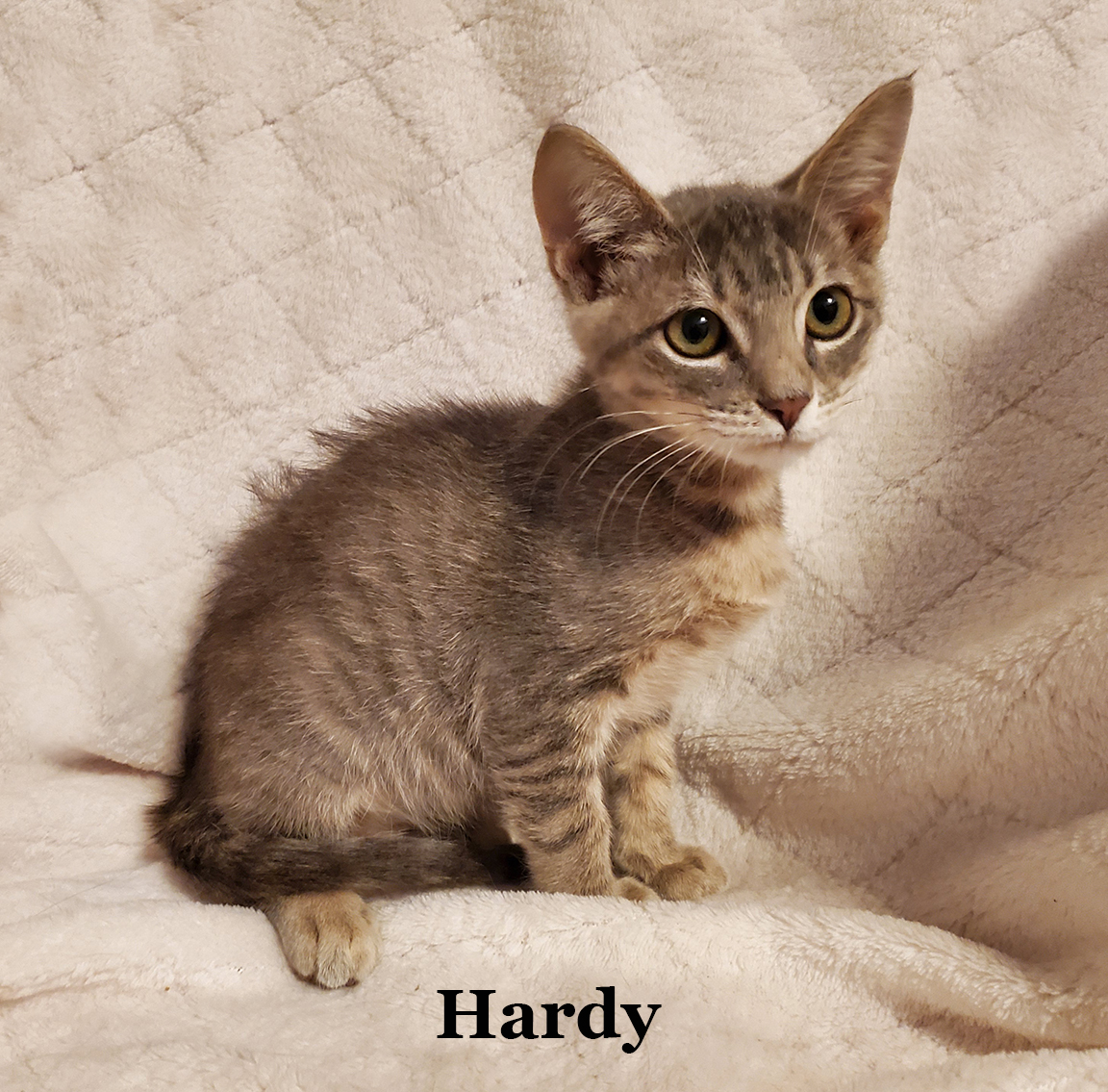Cat for adoption Hardy, a Domestic Short Hair in Bentonville, AR