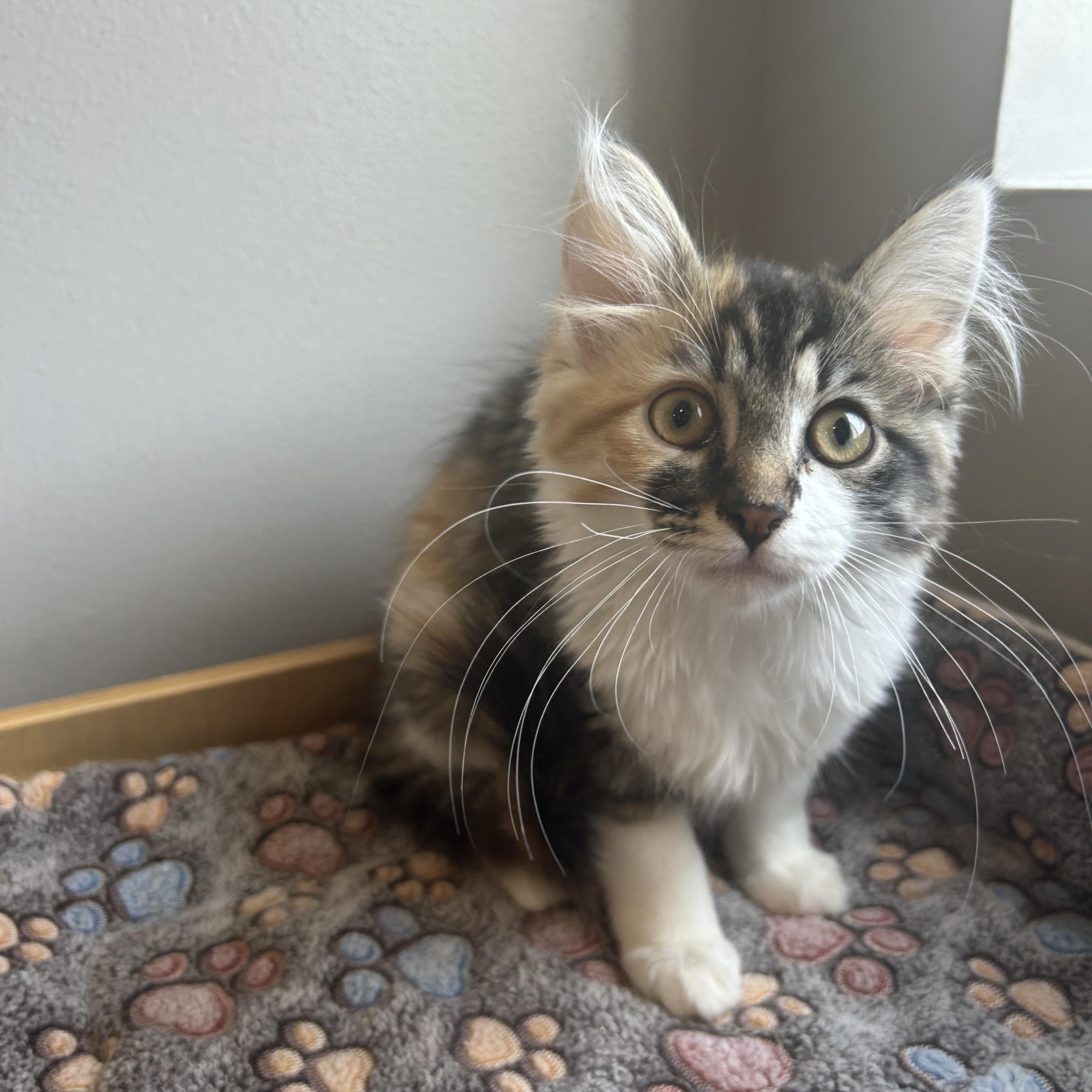 Jessie, adopted, Kitten Female American Shorthair.