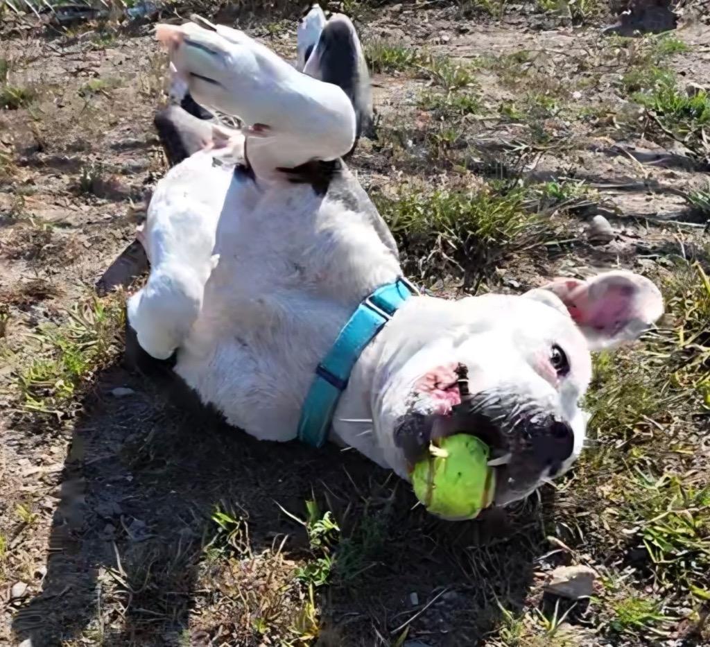 Layla, Adoptable, Adult Female Pit Bull Terrier.
