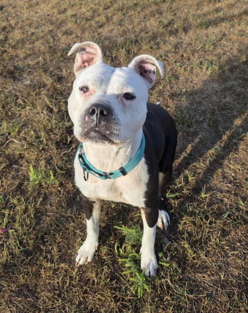 Enlarge Layla, a Adoptable Pit Bull Terrier in Spooner, WI image 2/4