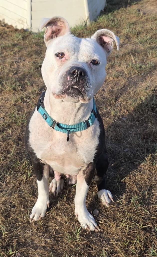 Enlarge Layla, a Adoptable Pit Bull Terrier in Spooner, WI image 3/4