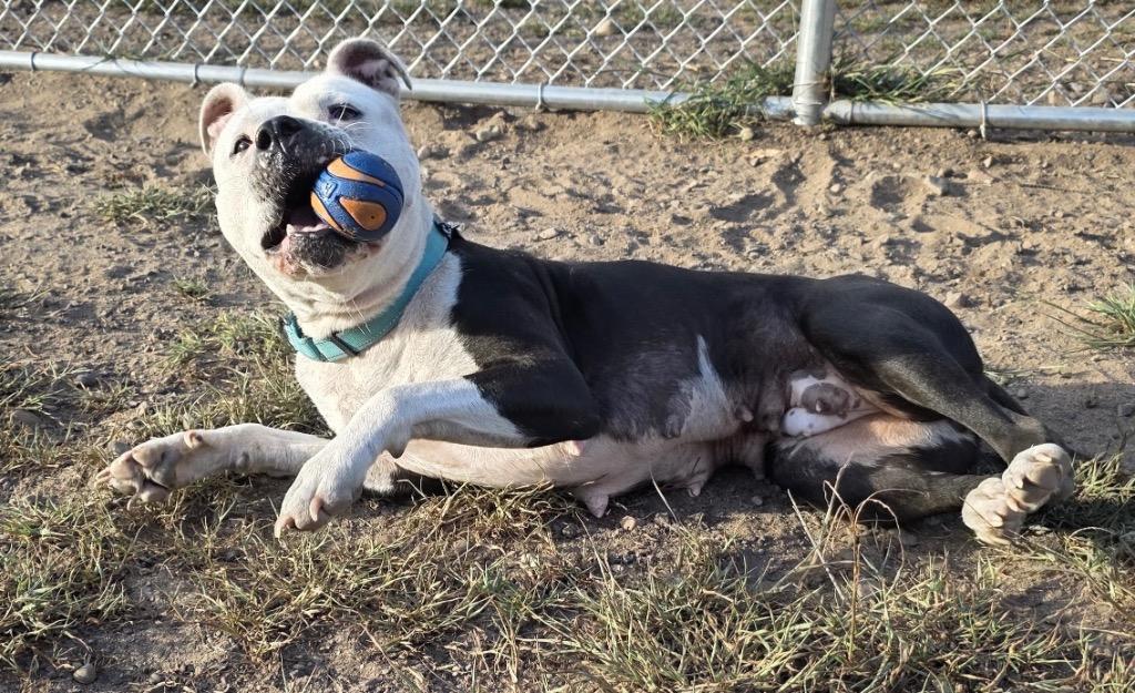 Enlarge Layla, a Adoptable Pit Bull Terrier in Spooner, WI image 4/4