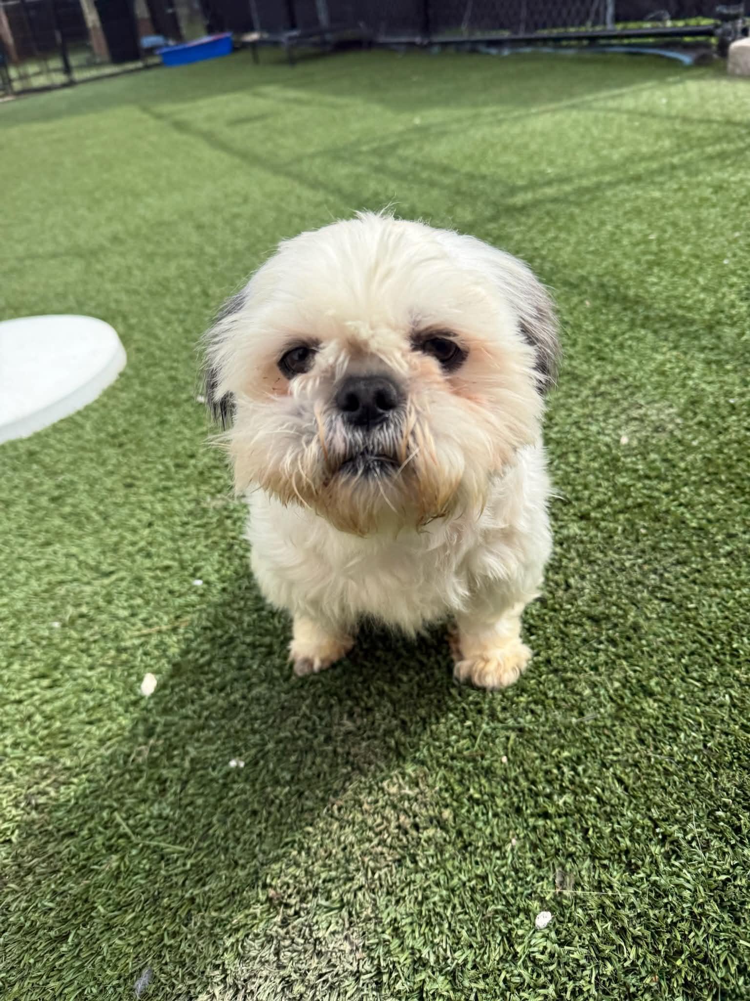 Mochi, ADOPTABLE, Adult Male Shih Tzu.