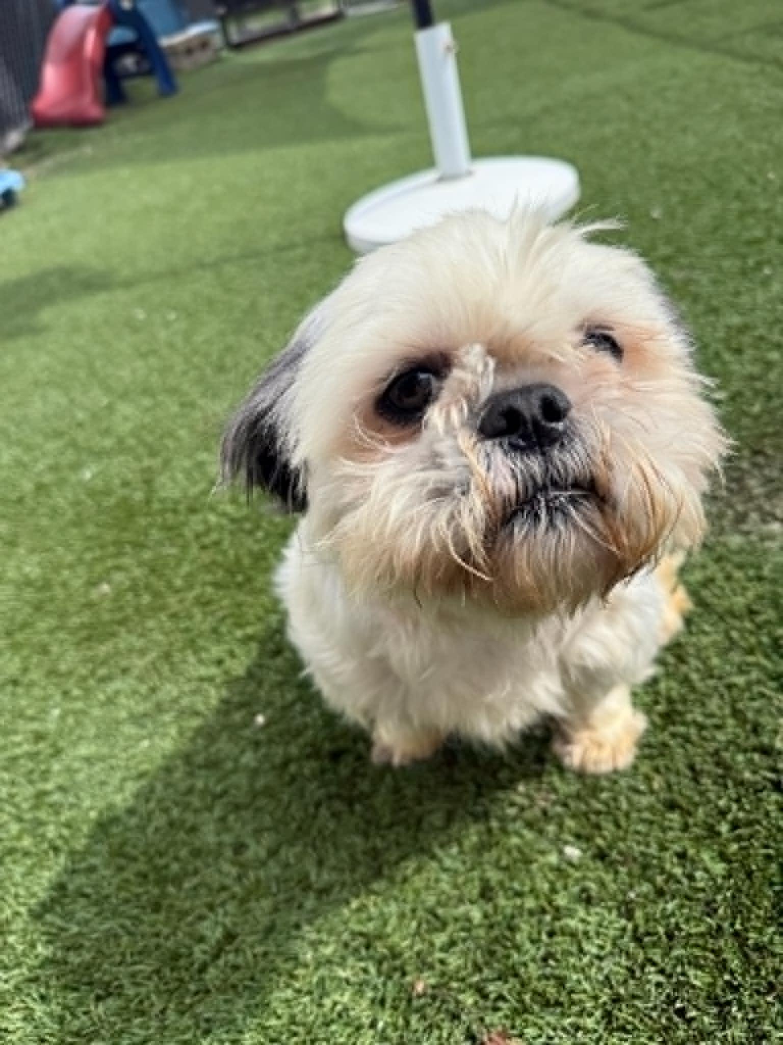 Enlarge Mochi, a ADOPTABLE Shih Tzu in Groton, CT image 2/4