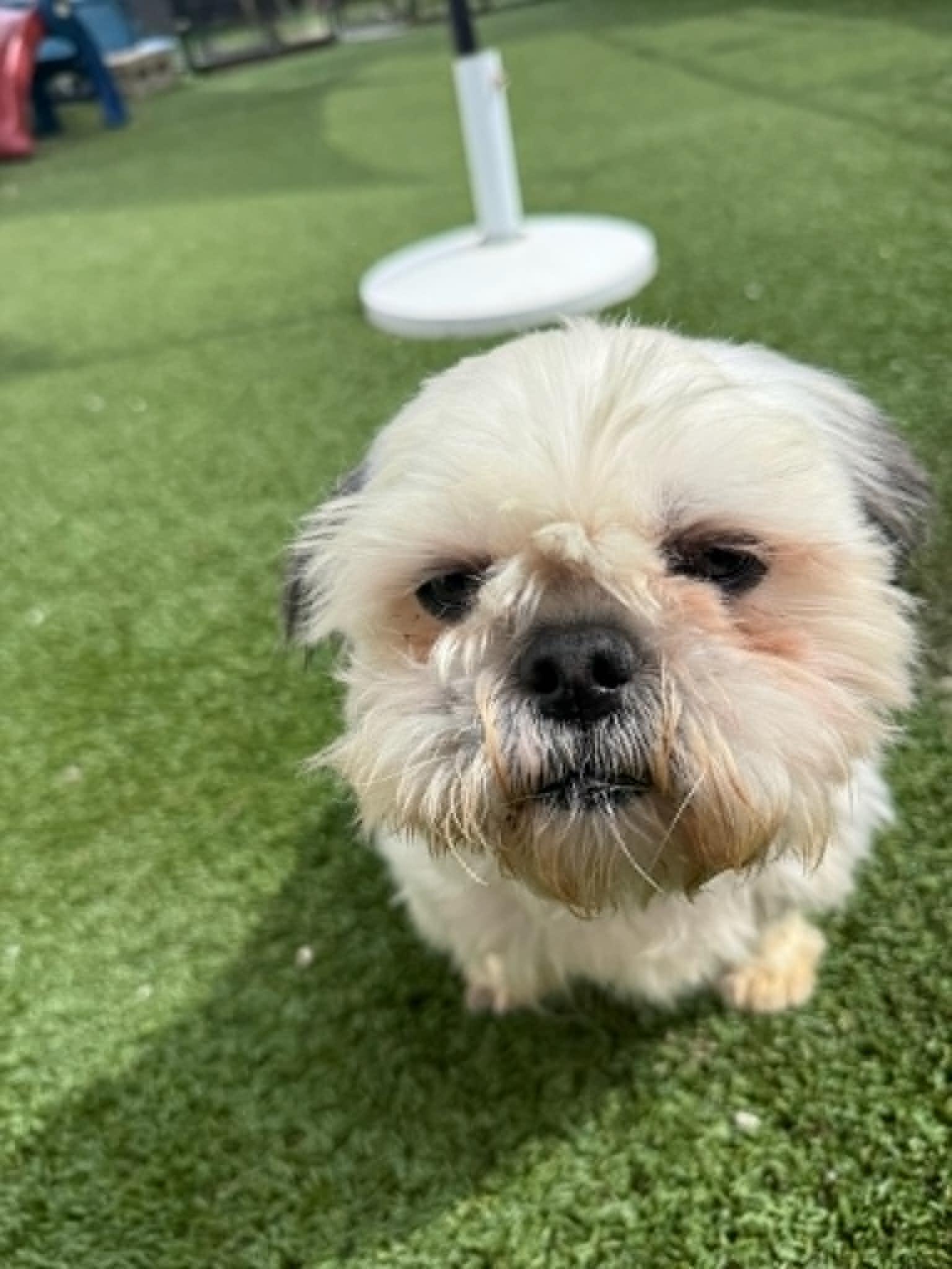 Enlarge Mochi, a ADOPTABLE Shih Tzu in Groton, CT image 3/4