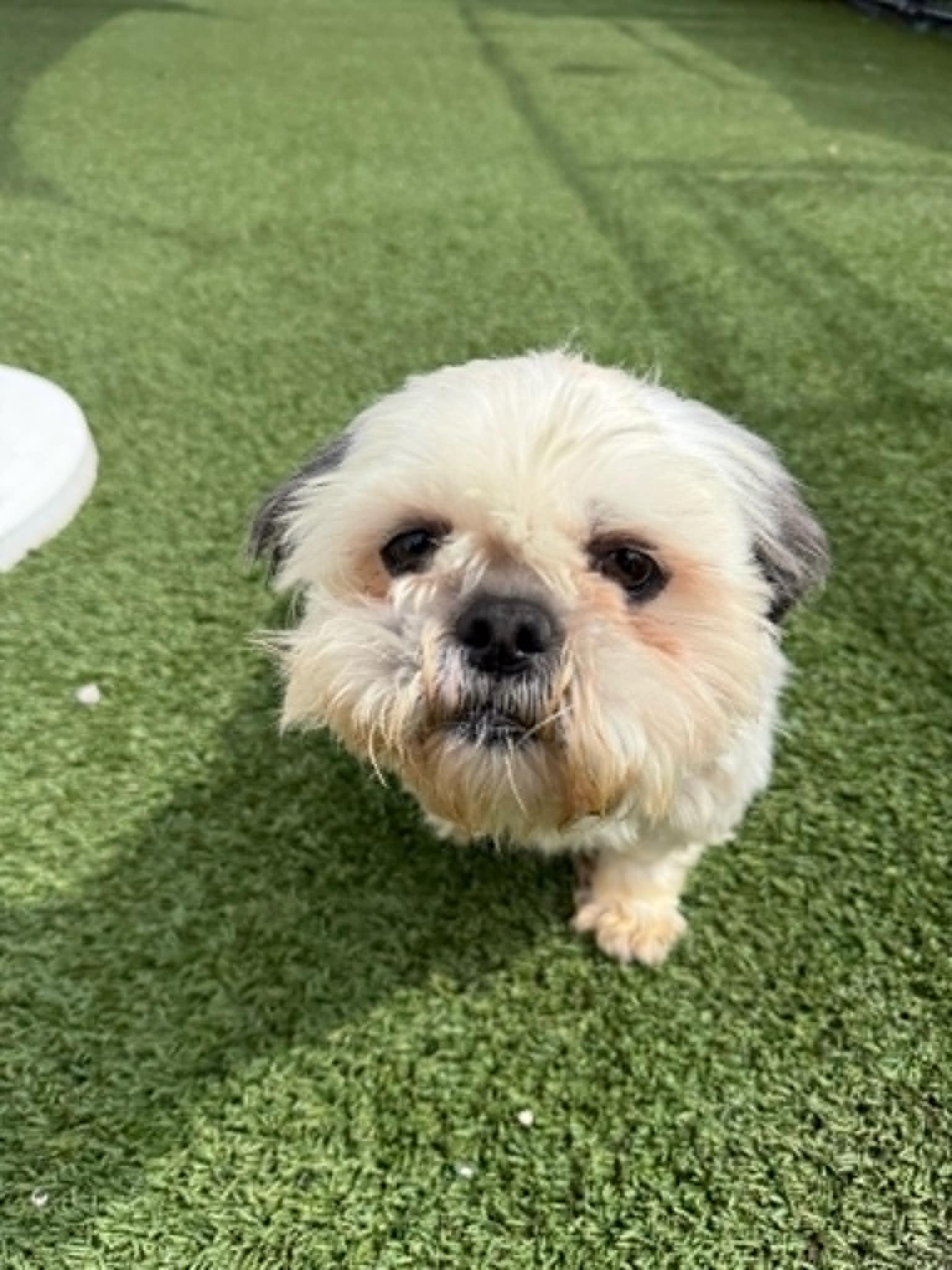 Enlarge Mochi, a ADOPTABLE Shih Tzu in Groton, CT image 4/4