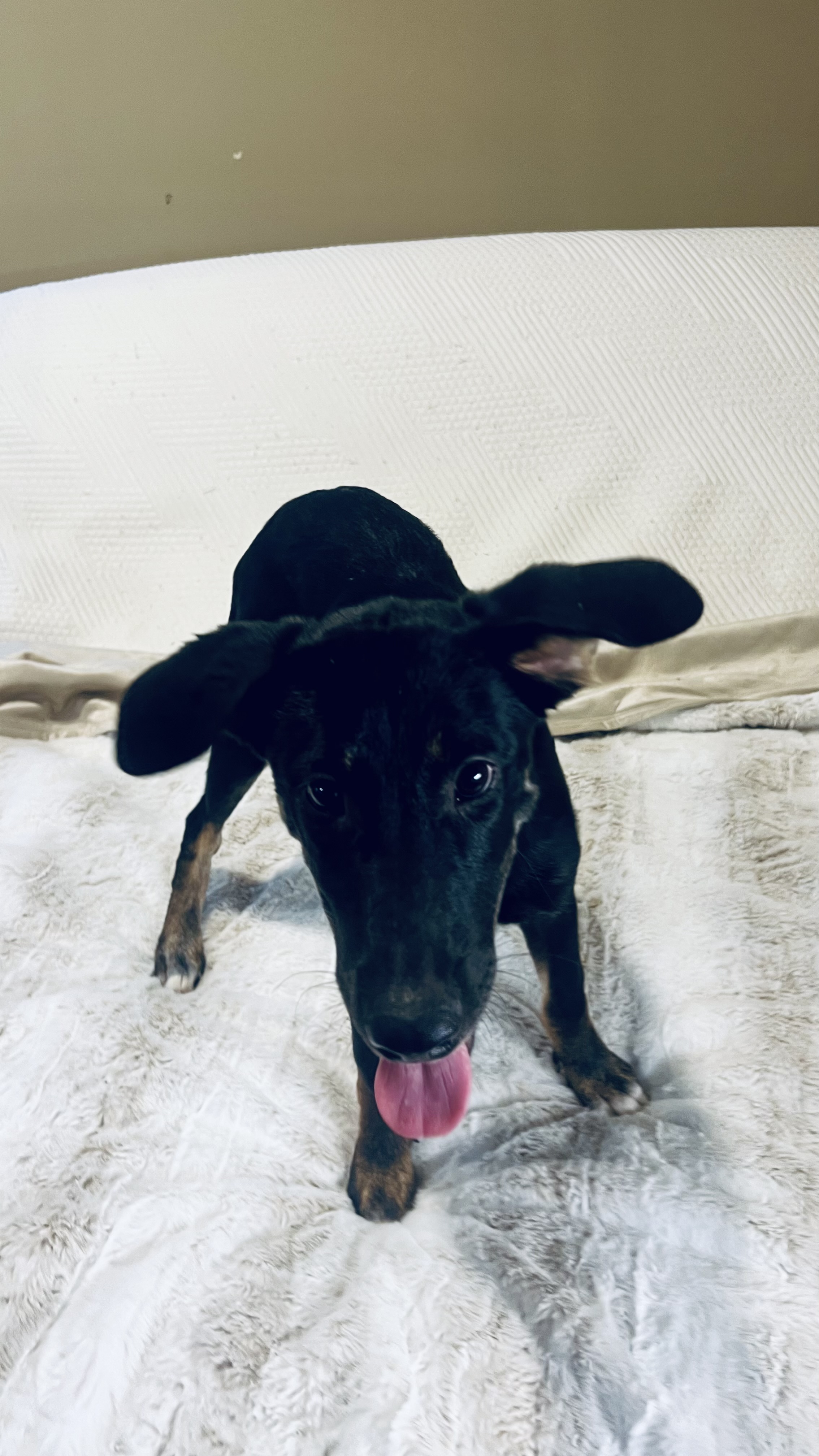 Dog for adoption Sage! Happy, sweet and docile puppy!, a German