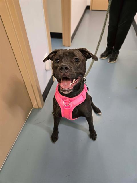 PIPER, Adoptable, Young Female Mastiff & American Bulldog.