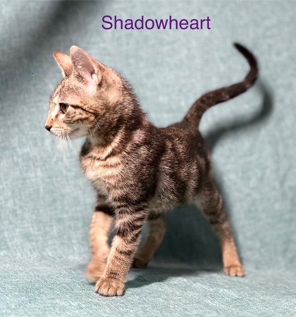 Shadowheart