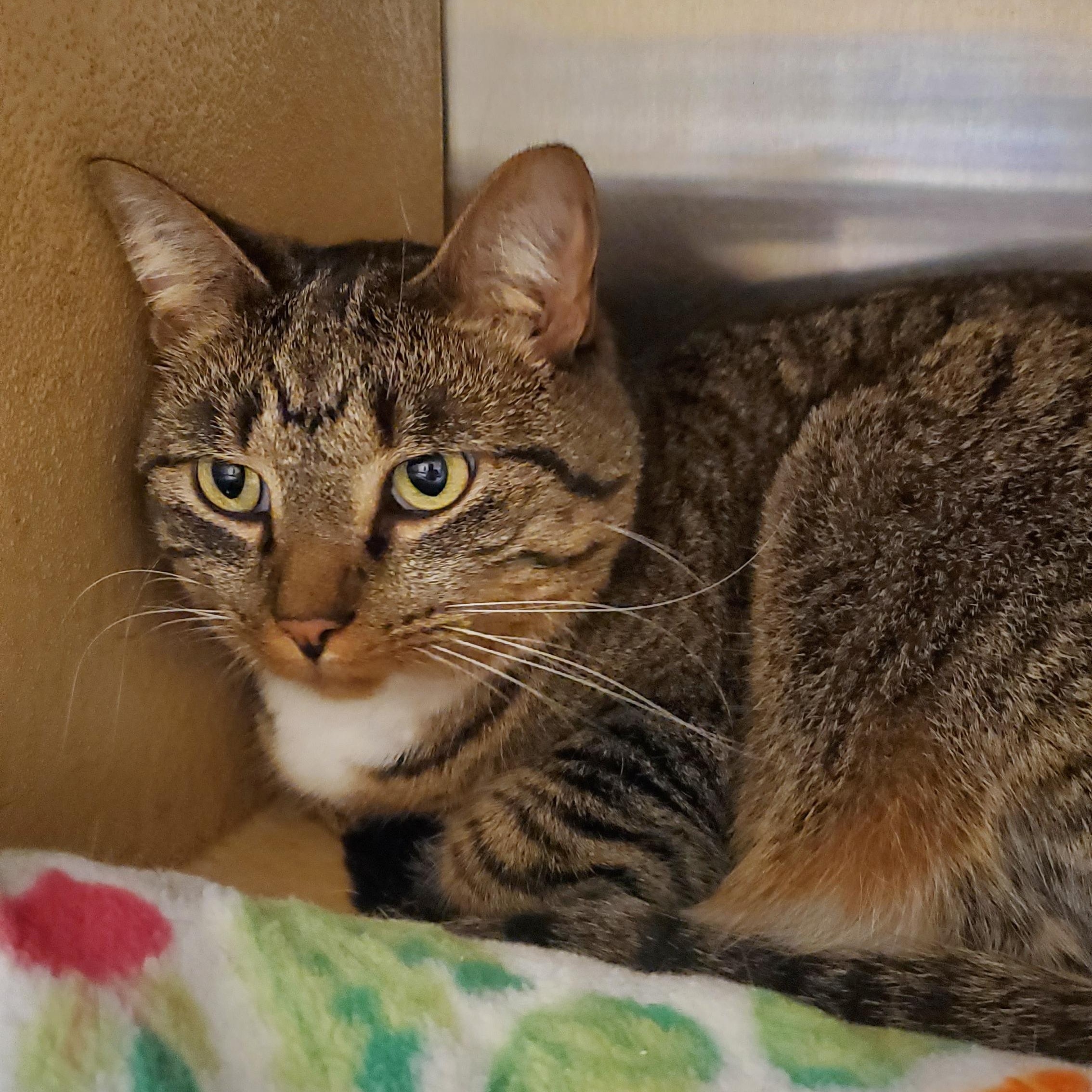 Bootsie, adopted, Adult Female Tabby.