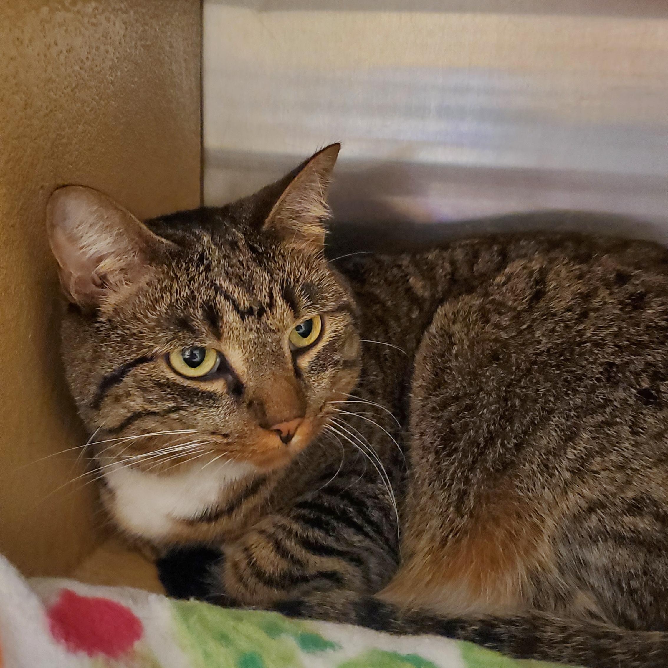 Bootsie, an adopted Tabby in Muncie, IN image 2/2