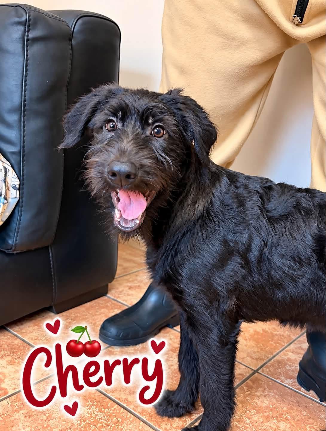Cherry, Adopted, Young Female Portuguese Water Dog & German Shepherd Dog.