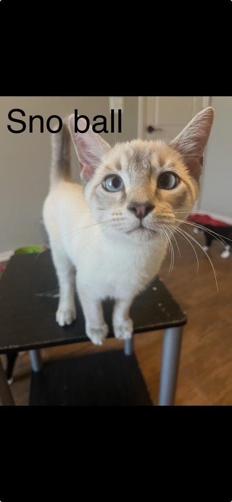 Sno Ball, Adoptable, Kitten Male Domestic Short Hair.