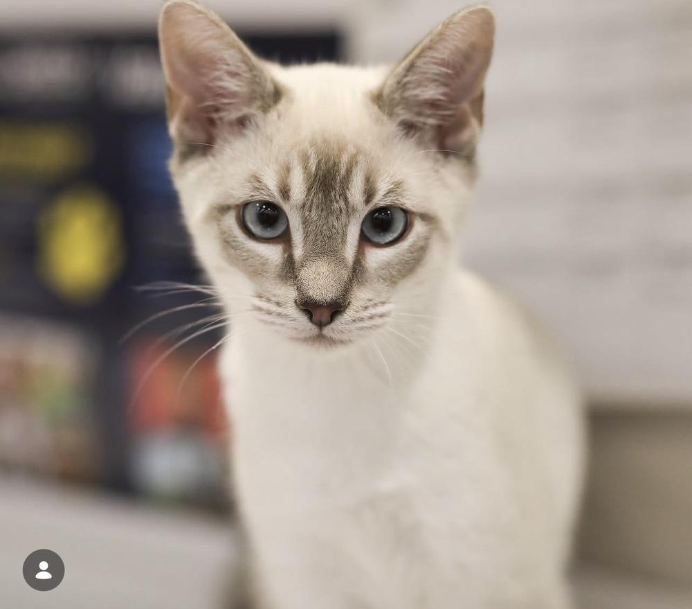Sno Ball, a Adoptable Domestic Short Hair in Blanchard, OK image 2/6