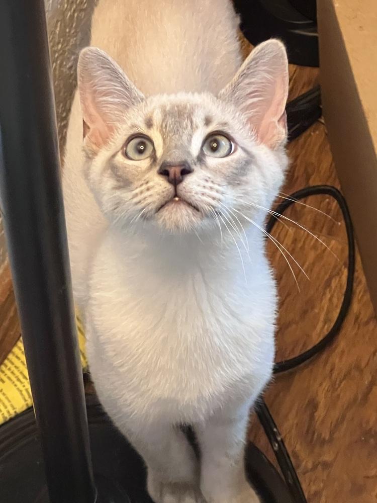 Sno Ball, a Adoptable Domestic Short Hair in Blanchard, OK image 1/3