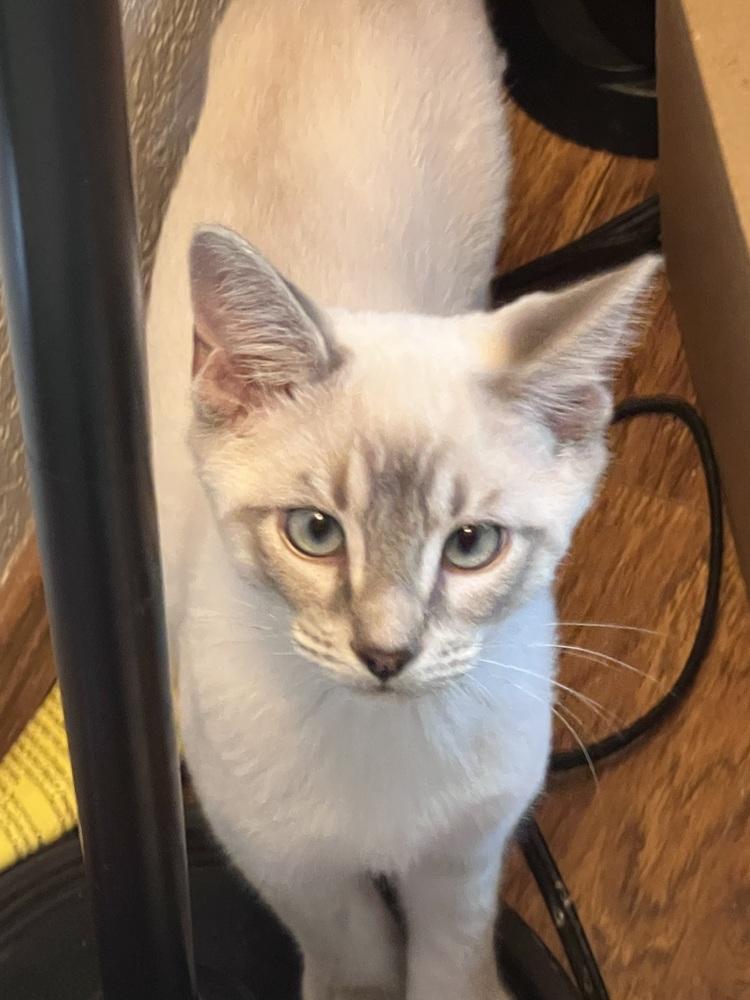 Sno Ball, a Adoptable Domestic Short Hair in Blanchard, OK image 2/3